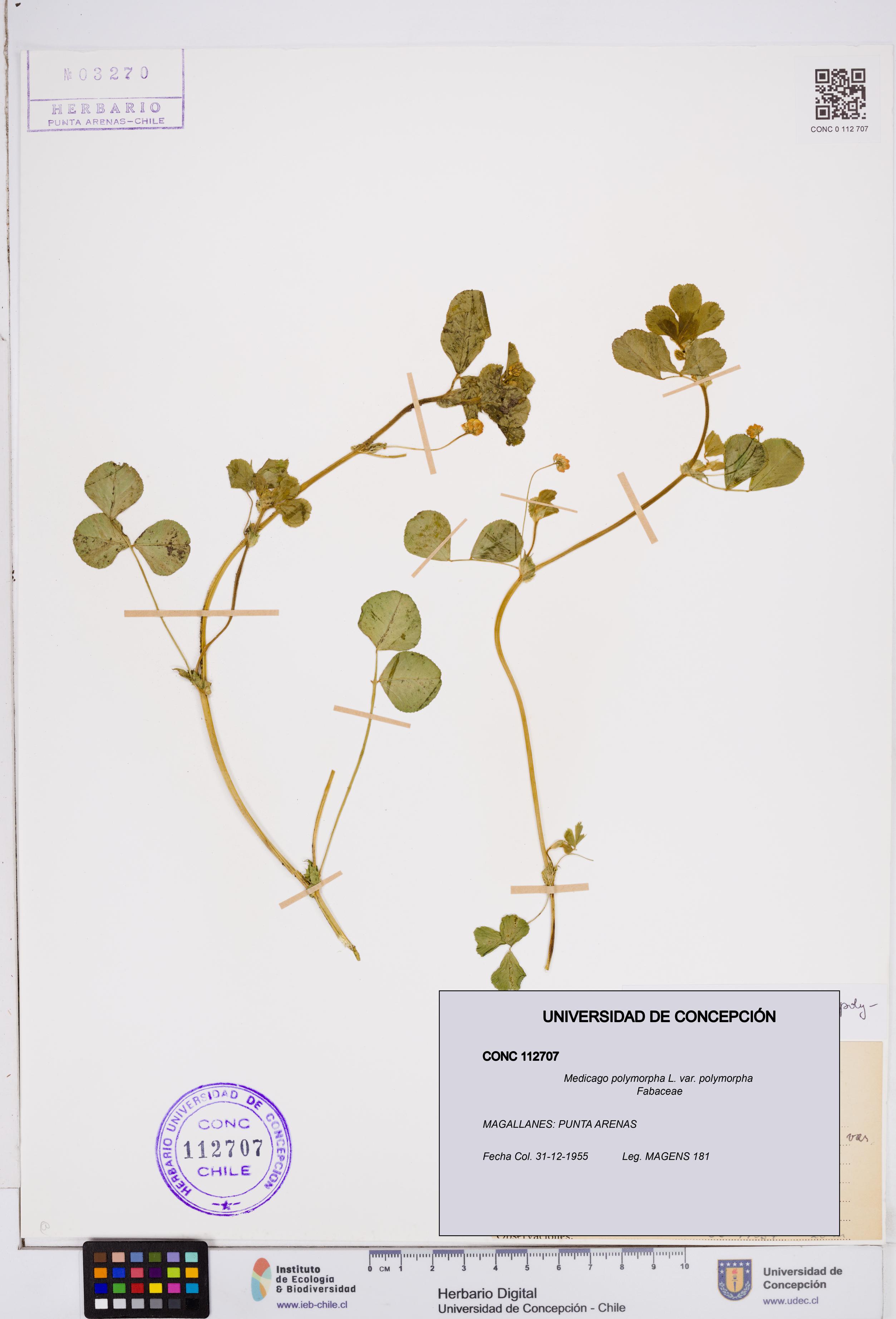 Medicago polymorpha var. polymorpha [Espécimen: ]