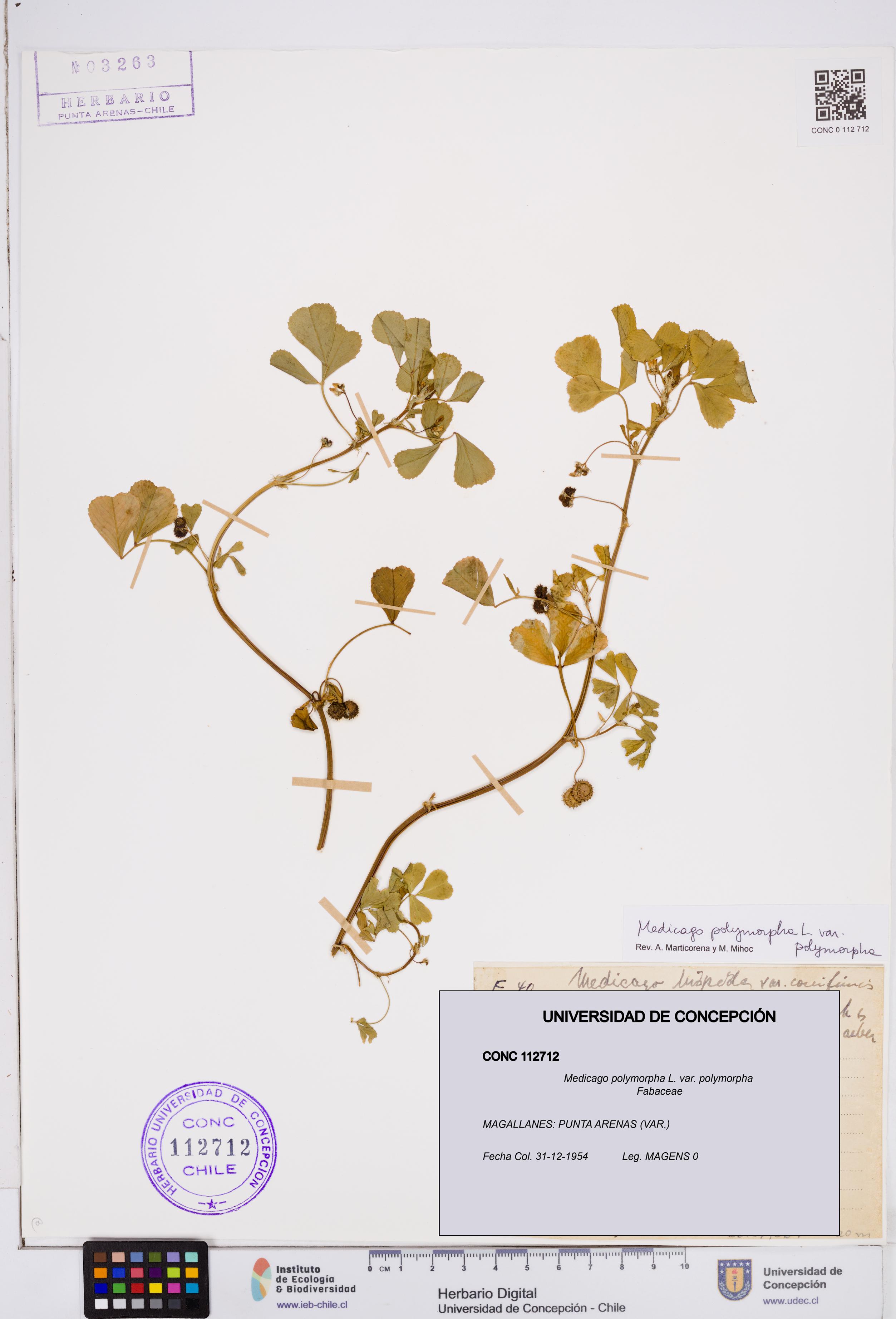 Medicago polymorpha var. polymorpha [Espécimen: ]