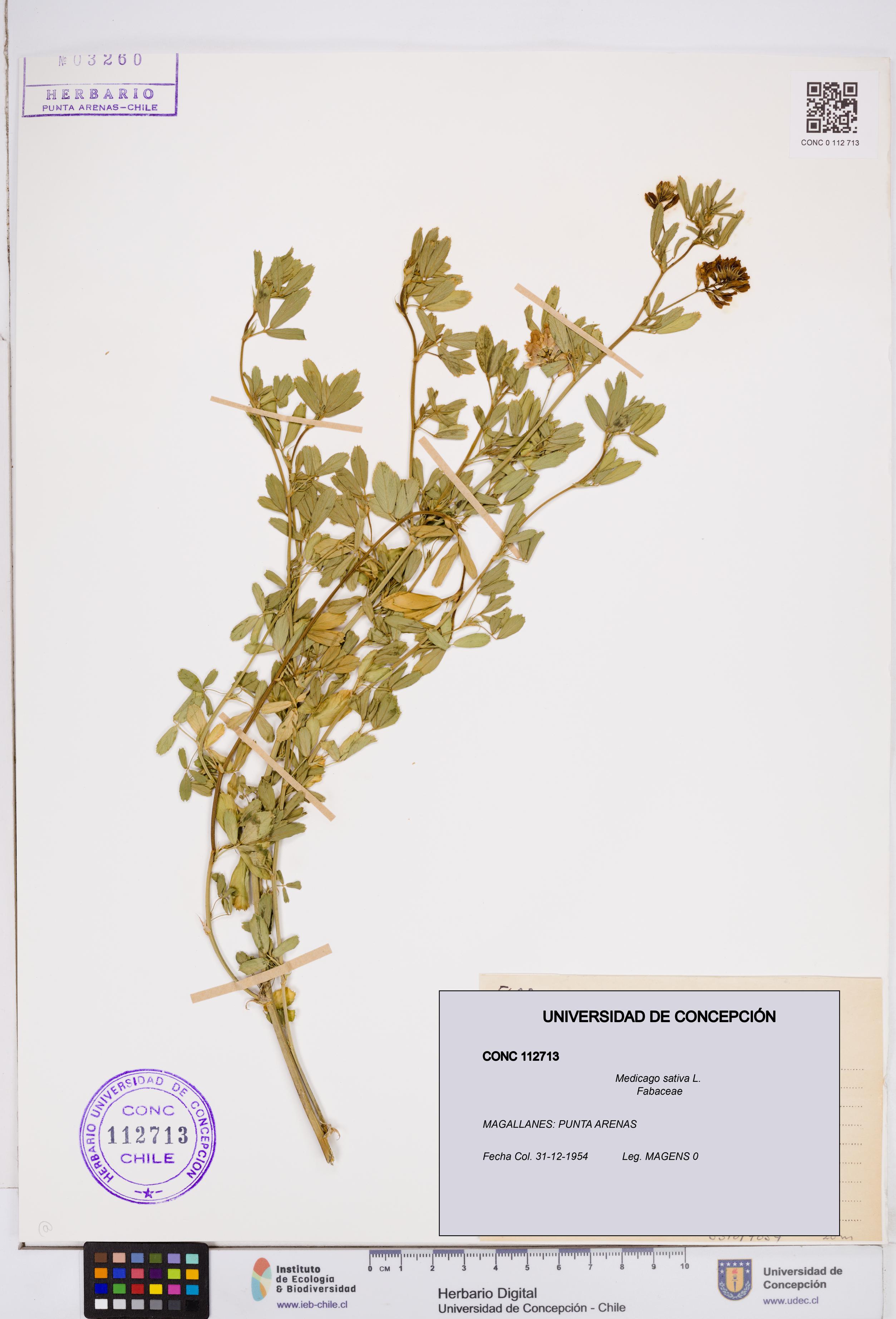 Medicago sativa [Espécimen: ]