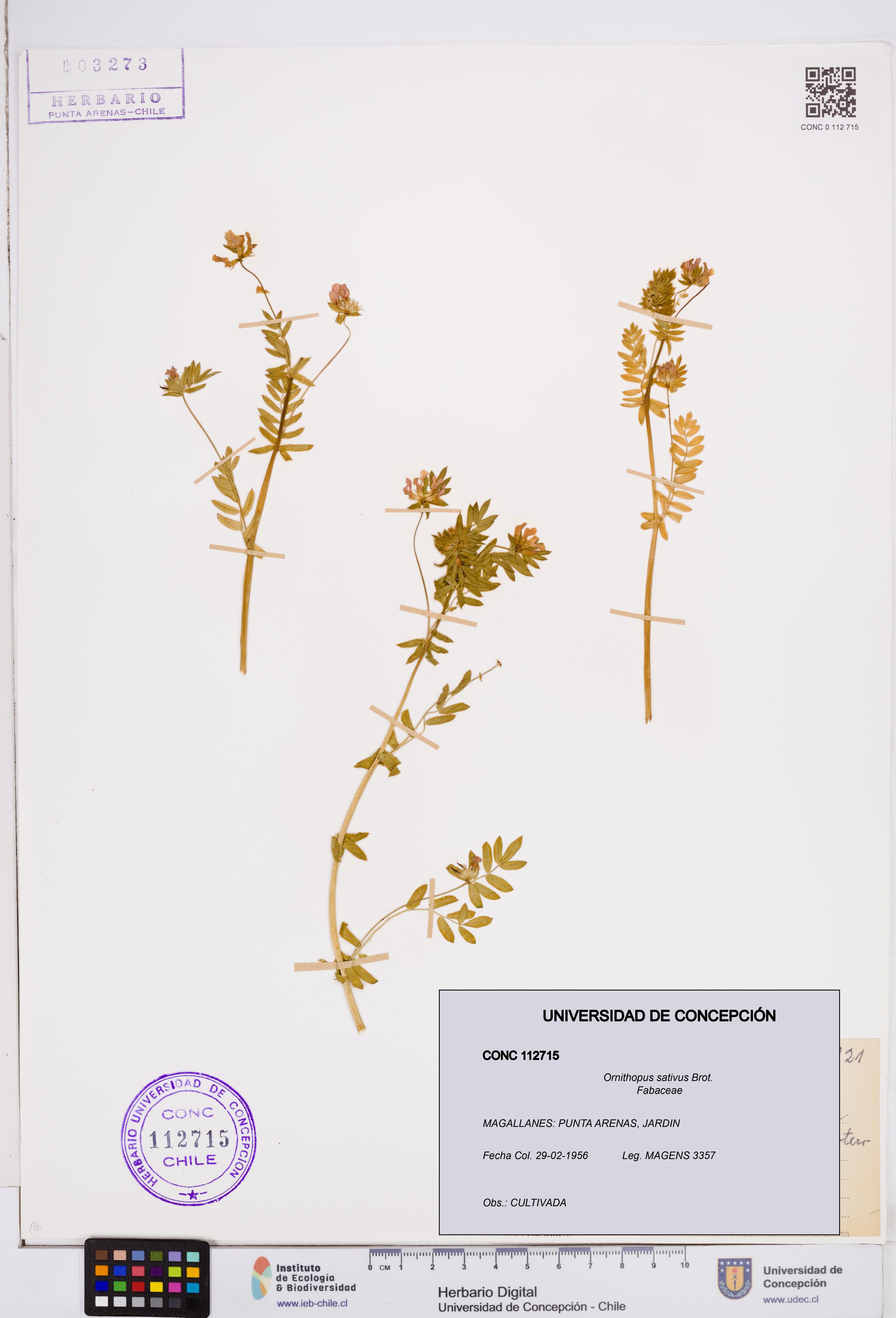Ornithopus sativus [Espécimen: ]