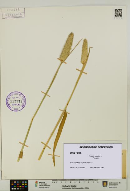 Phalaris aquatica [Espécimen: UDEC:CONC:0112735]