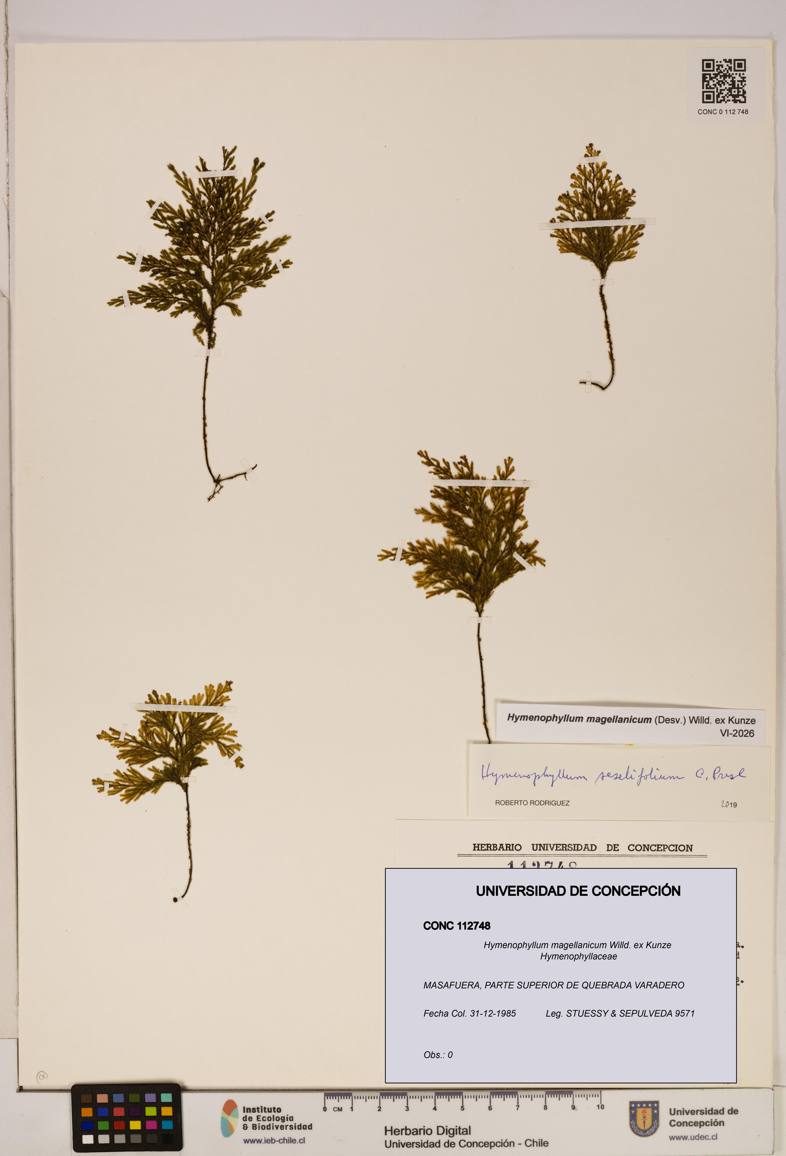 Hymenophyllum magellanicum [Espécimen: ]