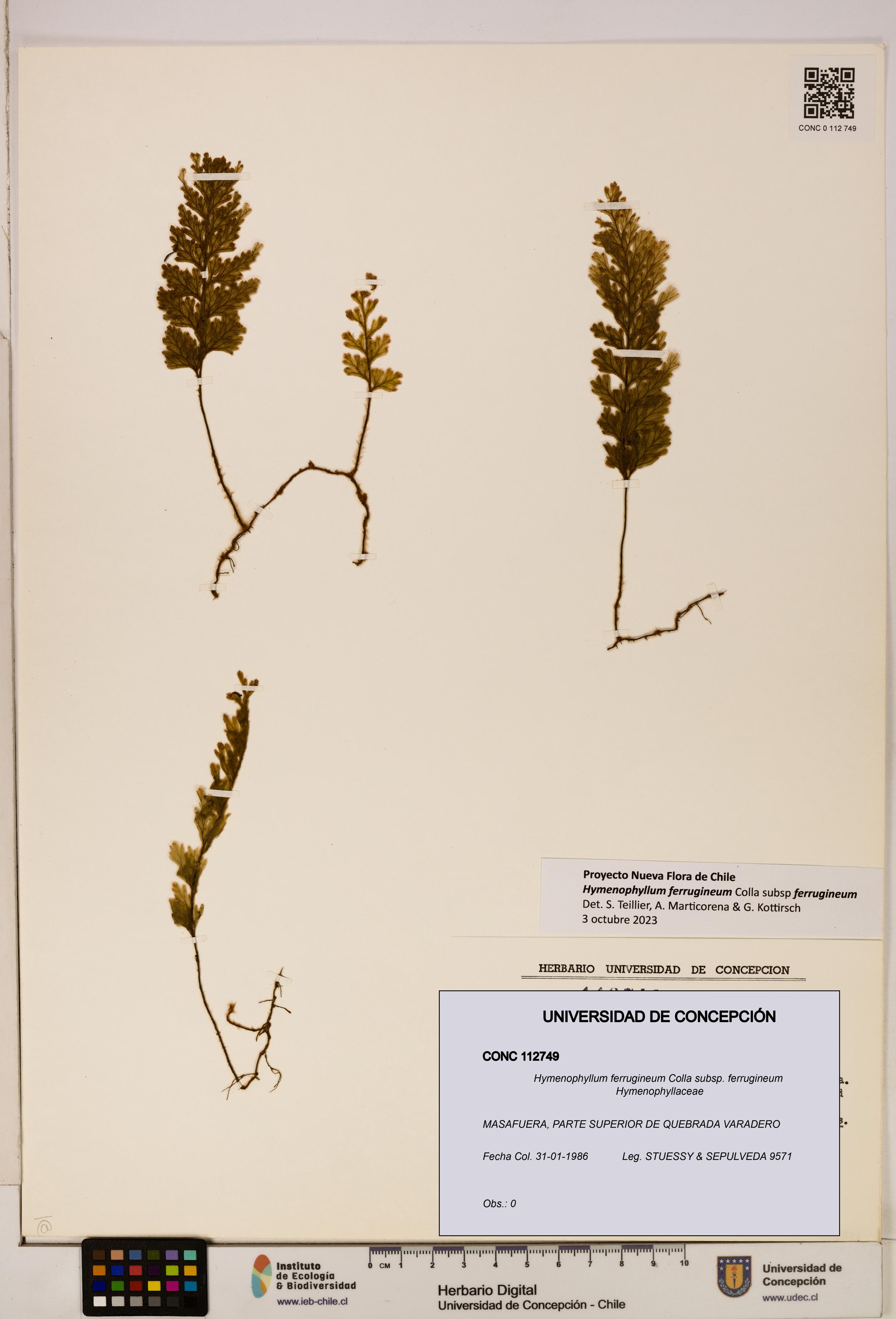 Hymenophyllum ferrugineum [Espécimen: UDEC:CONC:0112749]