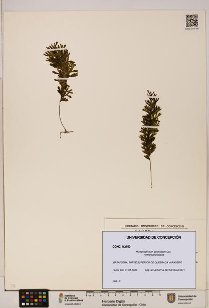 Hymenophyllum pectinatum [Espécimen: ]