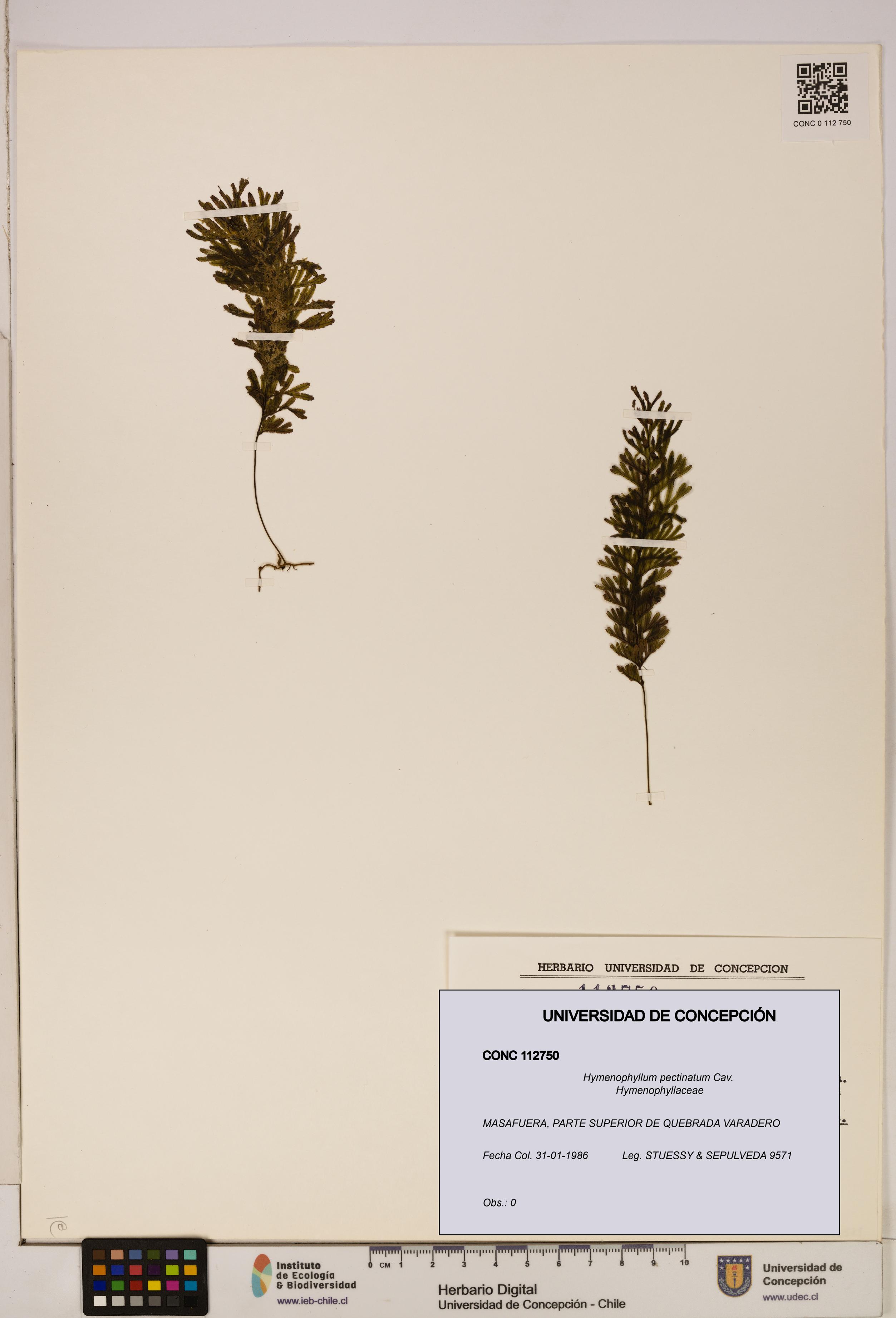 Hymenophyllum pectinatum [Espécimen: ]