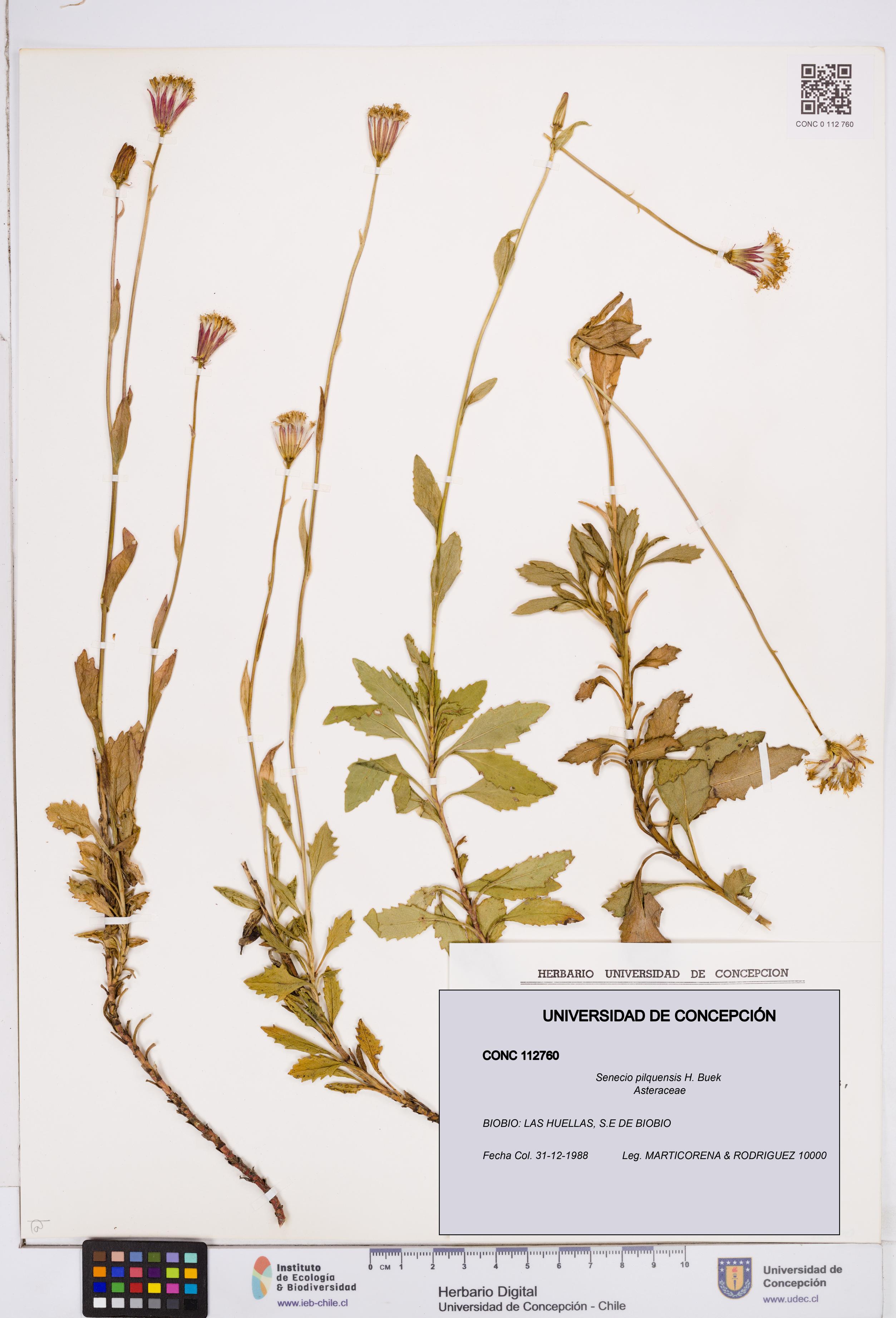 Senecio pilquensis [Espécimen: ]