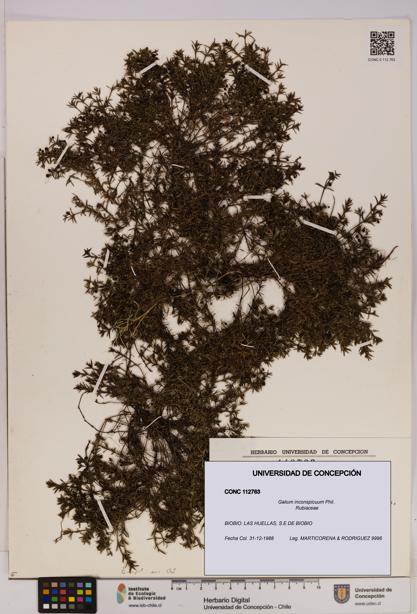 Galium inconspicuum [Espécimen: UDEC:CONC:0112763]