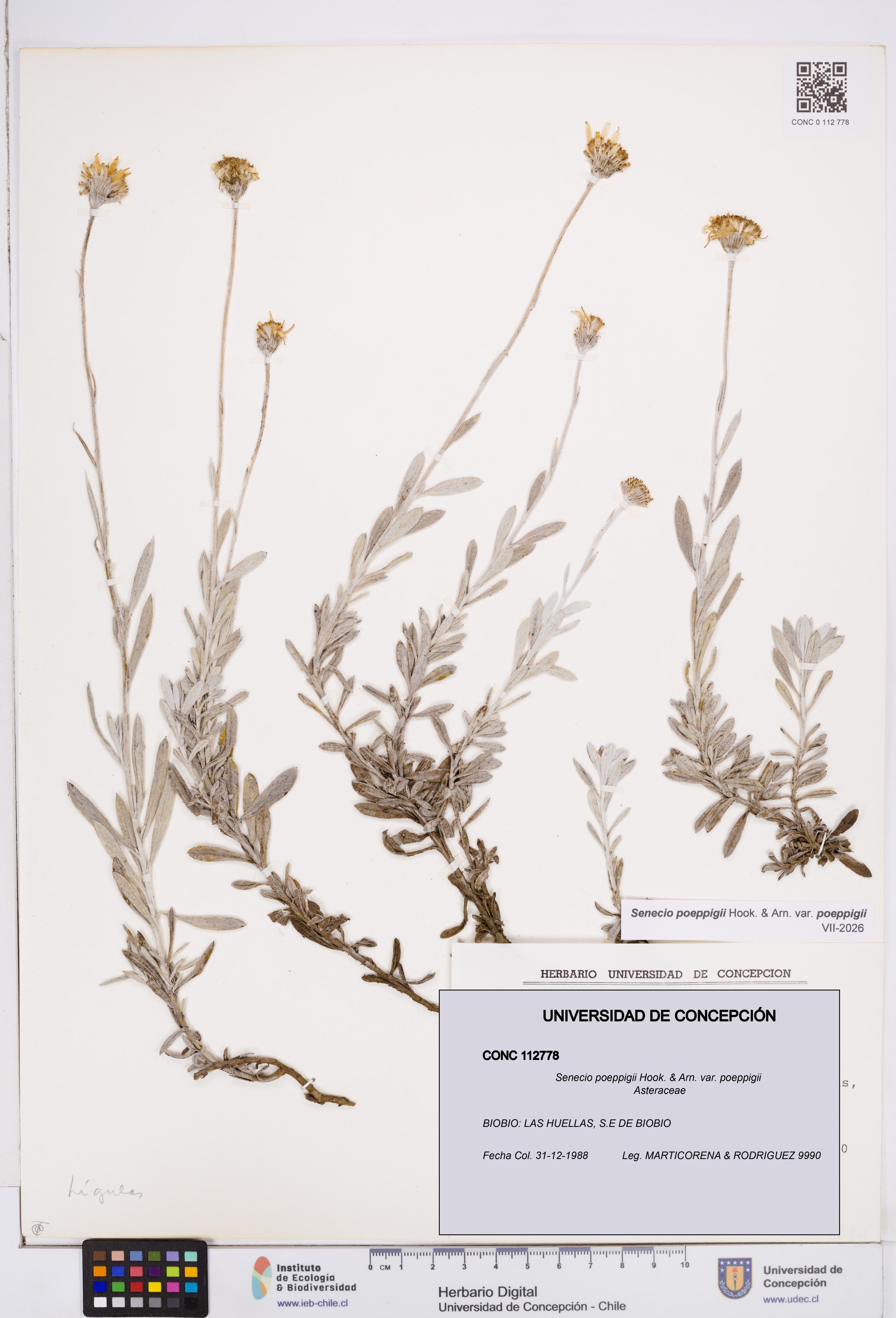 Senecio poeppigii var. poeppigii [Espécimen: ]