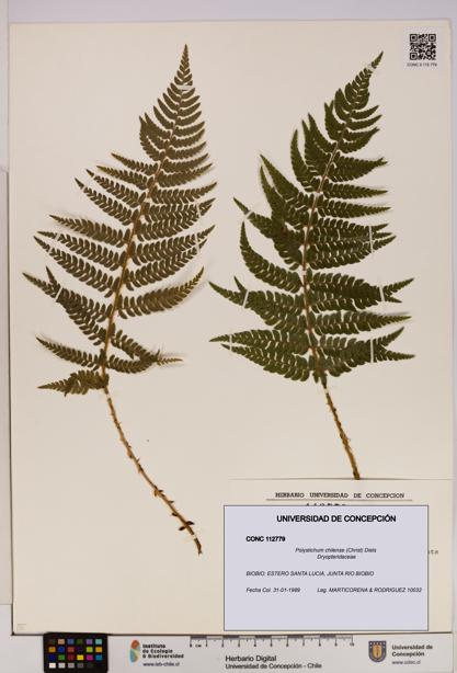 Polystichum chilense [Espécimen: UDEC:CONC:0112779]