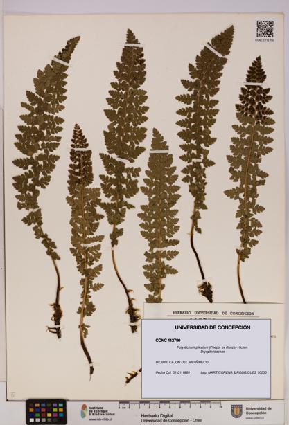 Polystichum plicatum [Espécimen: UDEC:CONC:0112780]