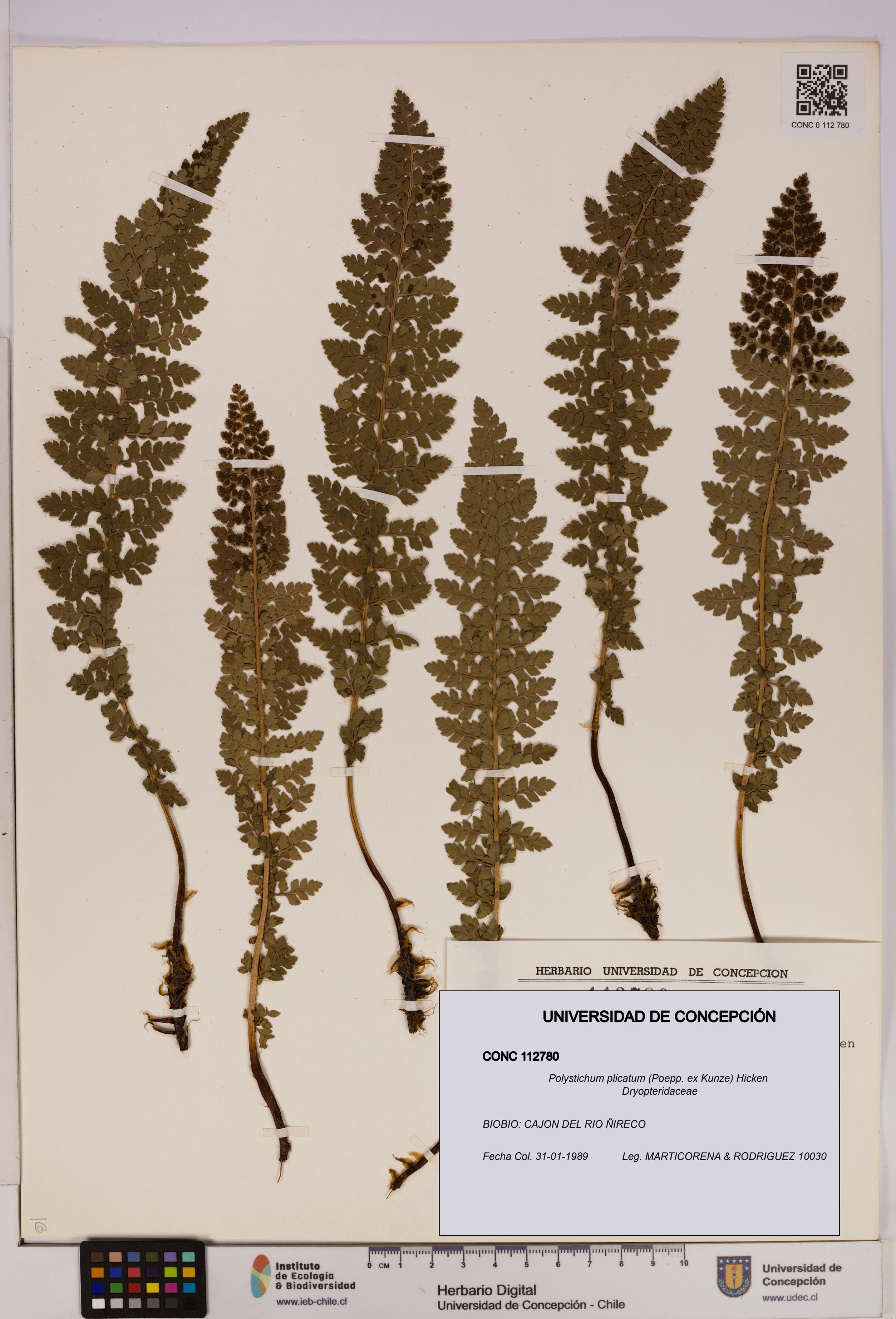 Polystichum plicatum [Espécimen: UDEC:CONC:0112780]