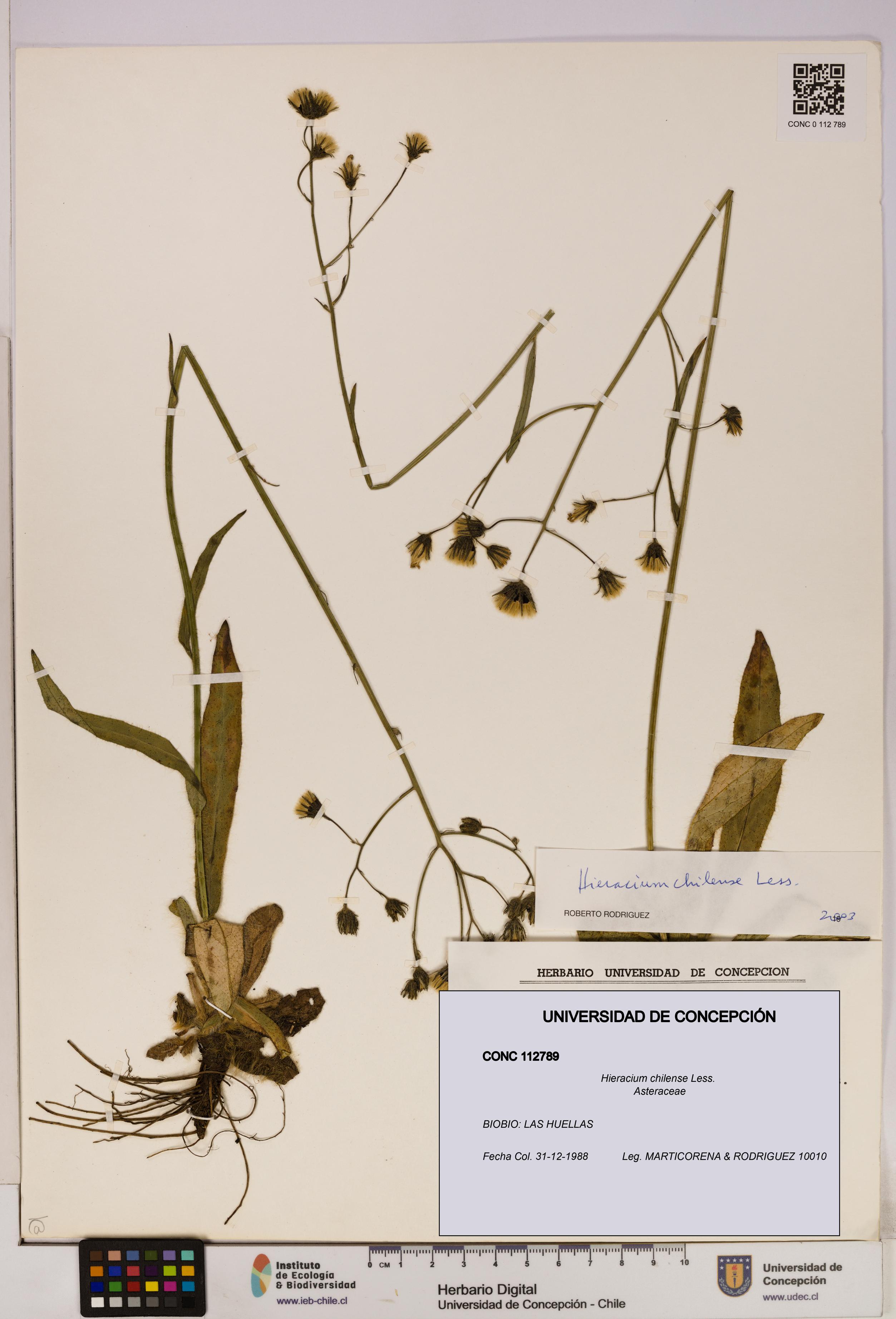 Hieracium chilense [Espécimen: UDEC:CONC:0112789]