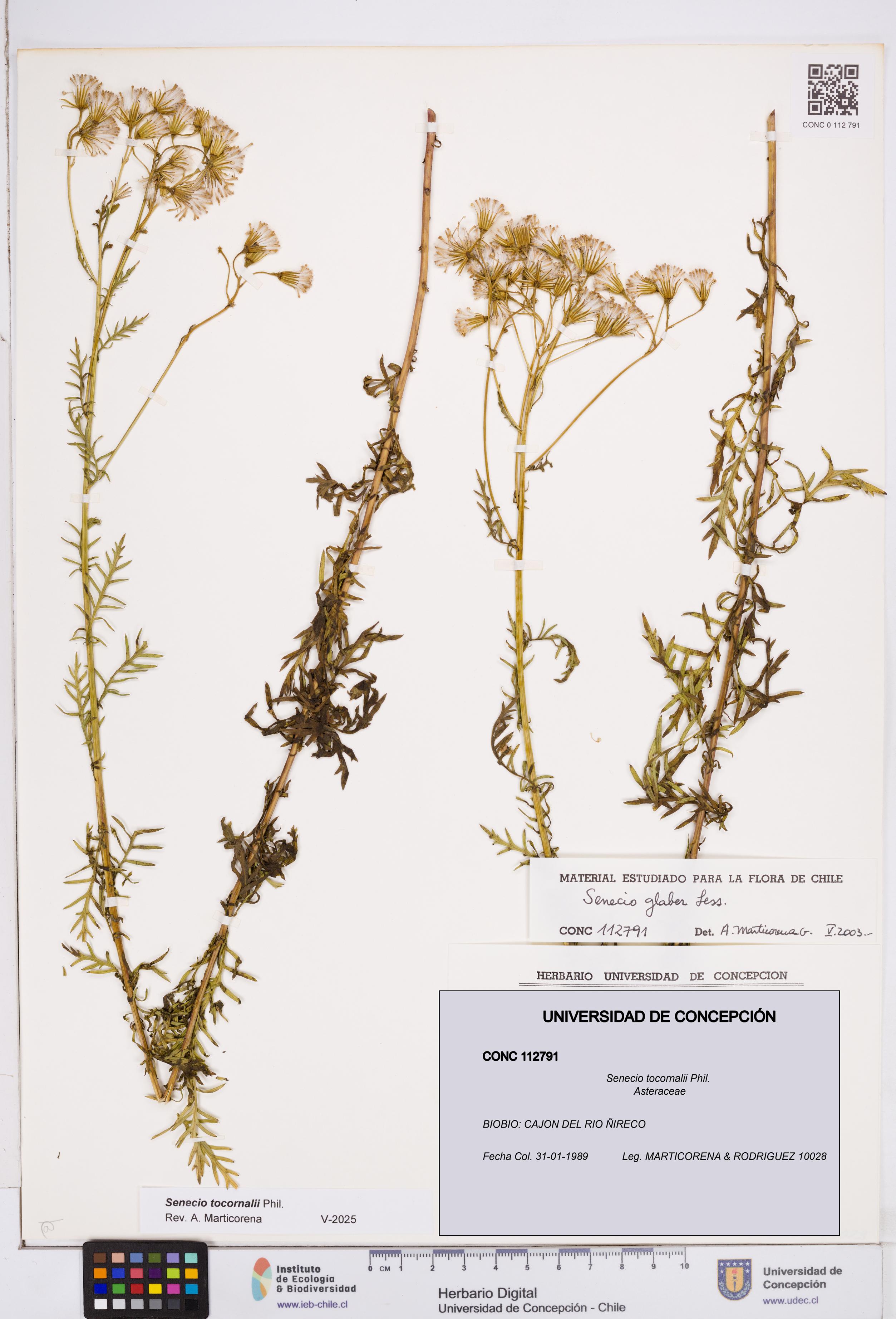 Senecio tocornalii [Espécimen: ]