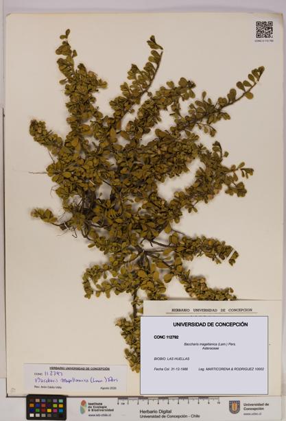 Baccharis magellanica [Espécimen: UDEC:CONC:0112792]