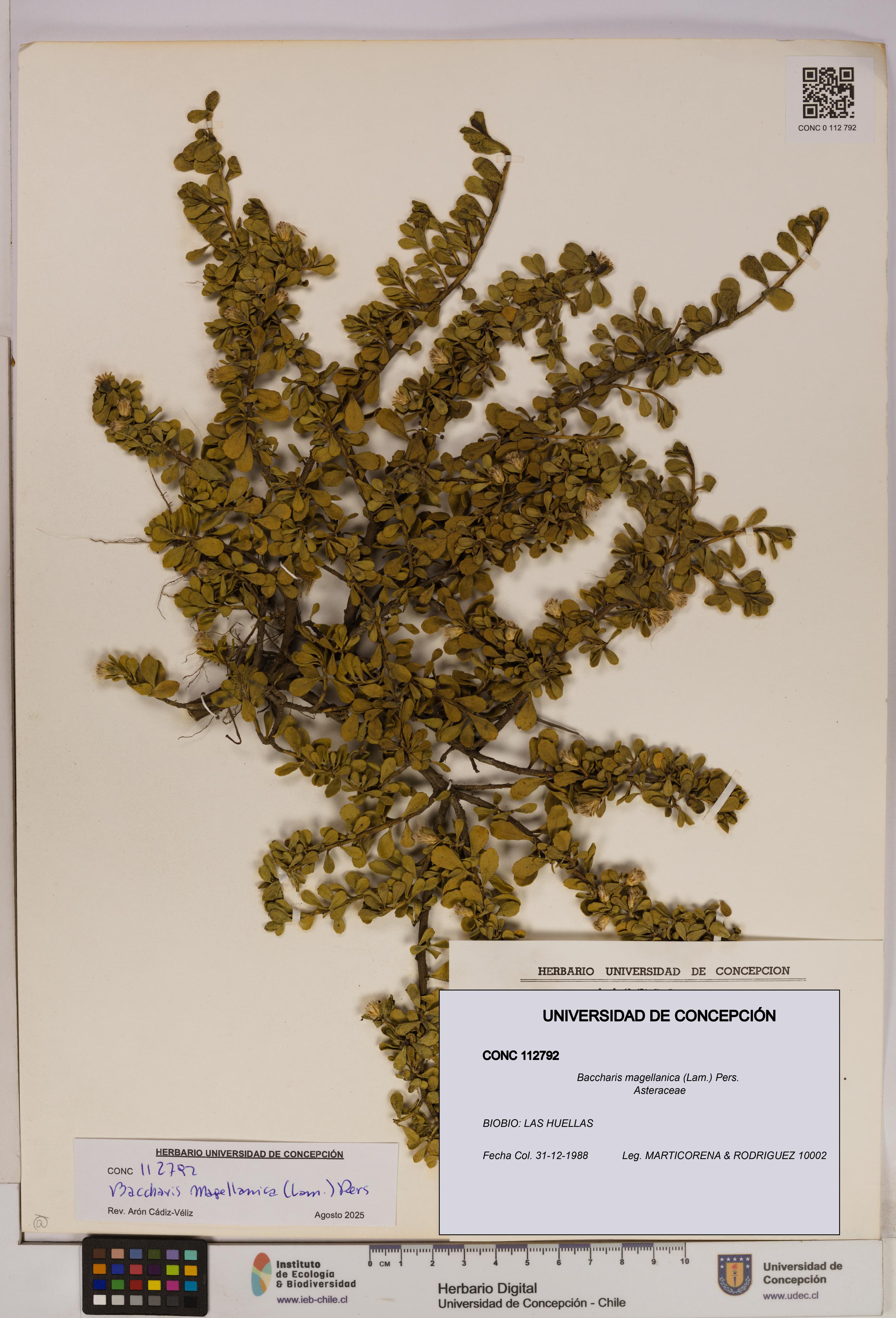 Baccharis magellanica [Espécimen: UDEC:CONC:0112792]