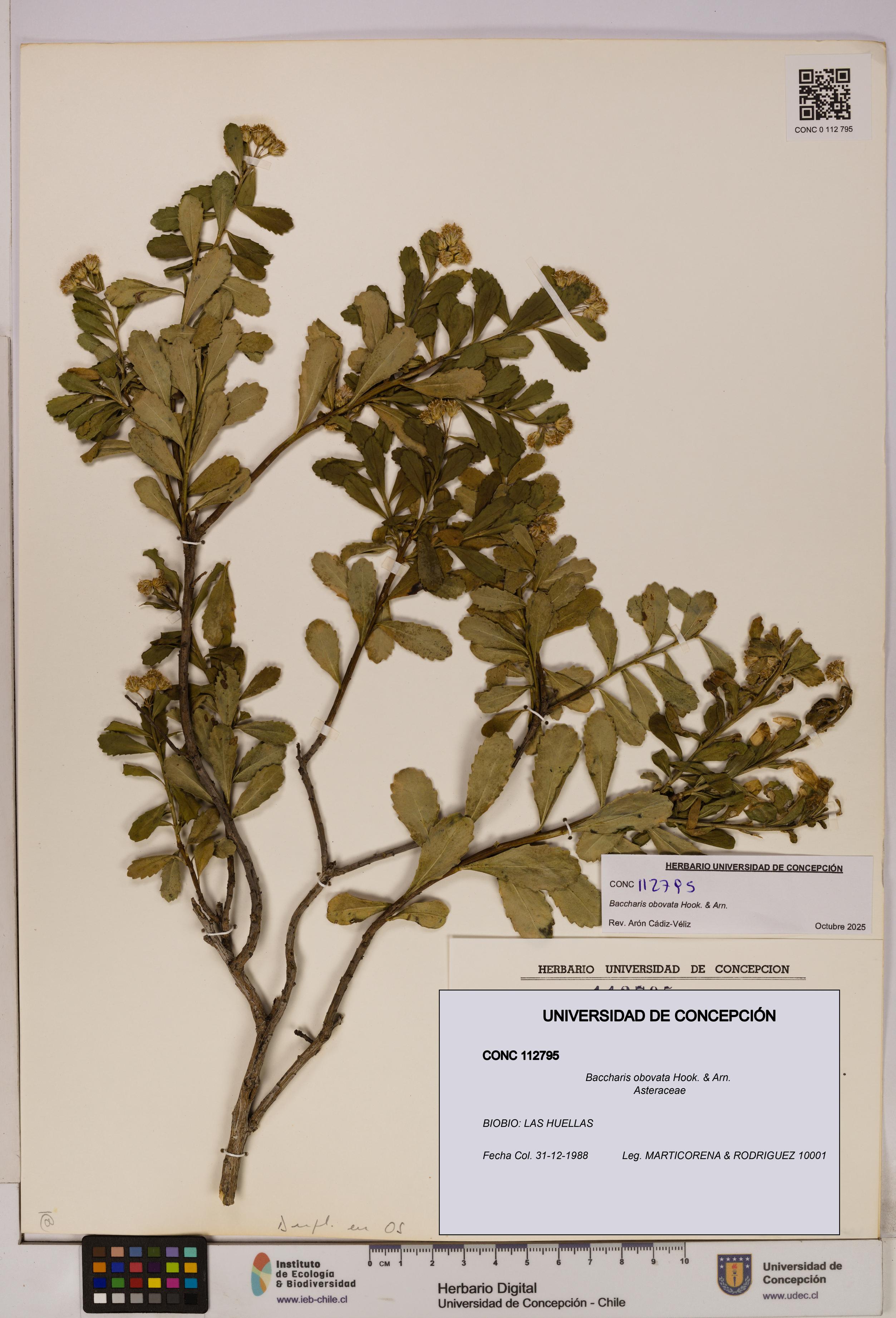 Baccharis obovata [Espécimen: UDEC:CONC:0112795]