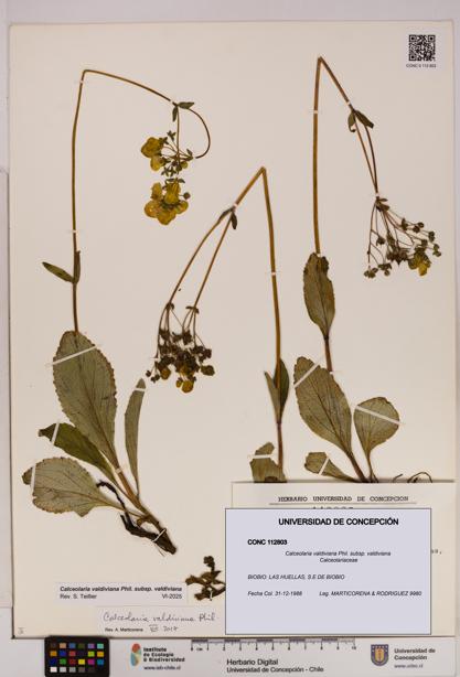Calceolaria valdiviana subsp. valdiviana [Espécimen: UDEC:CONC:0112803]
