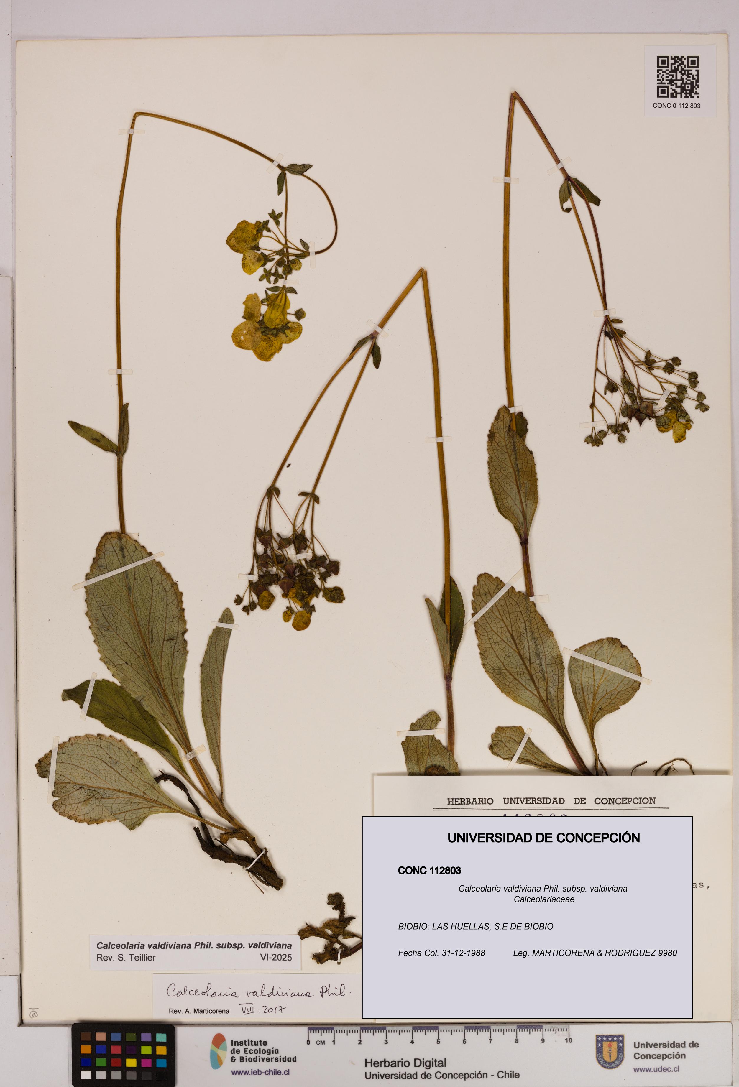 Calceolaria valdiviana subsp. valdiviana [Espécimen: UDEC:CONC:0112803]