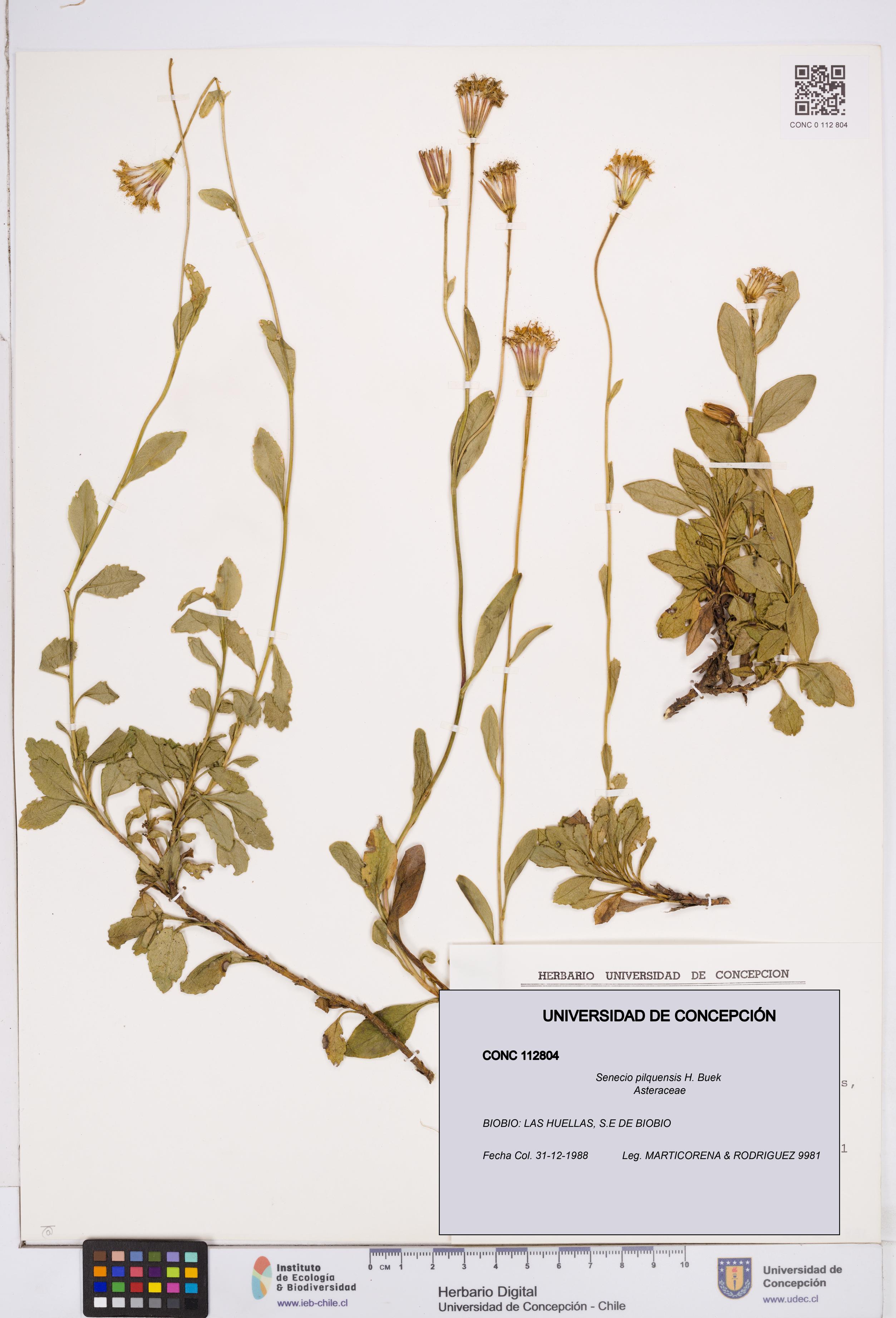 Senecio pilquensis [Espécimen: ]