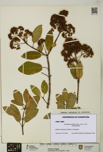 Hydrangea serratifolia [Espécimen: UDEC:CONC:0112807]