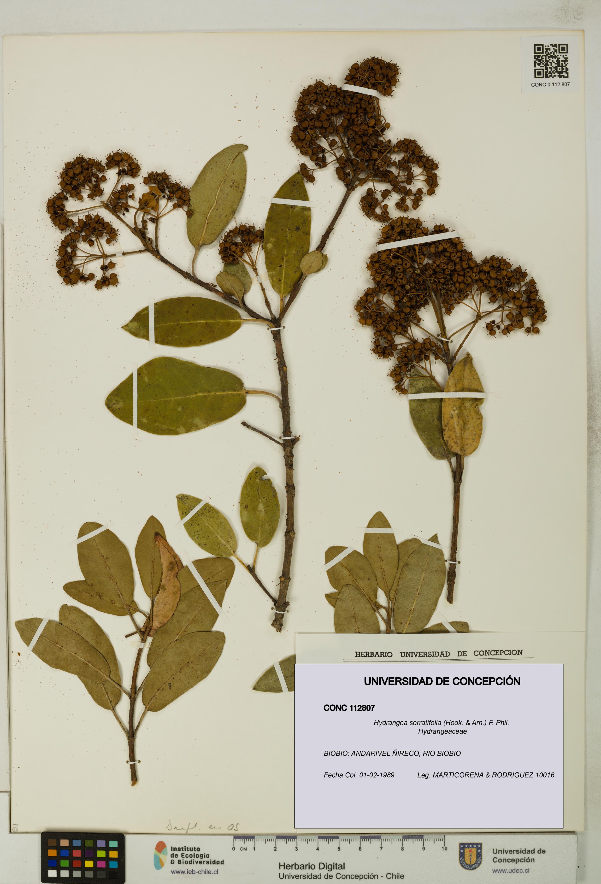 Hydrangea serratifolia [Espécimen: UDEC:CONC:0112807]