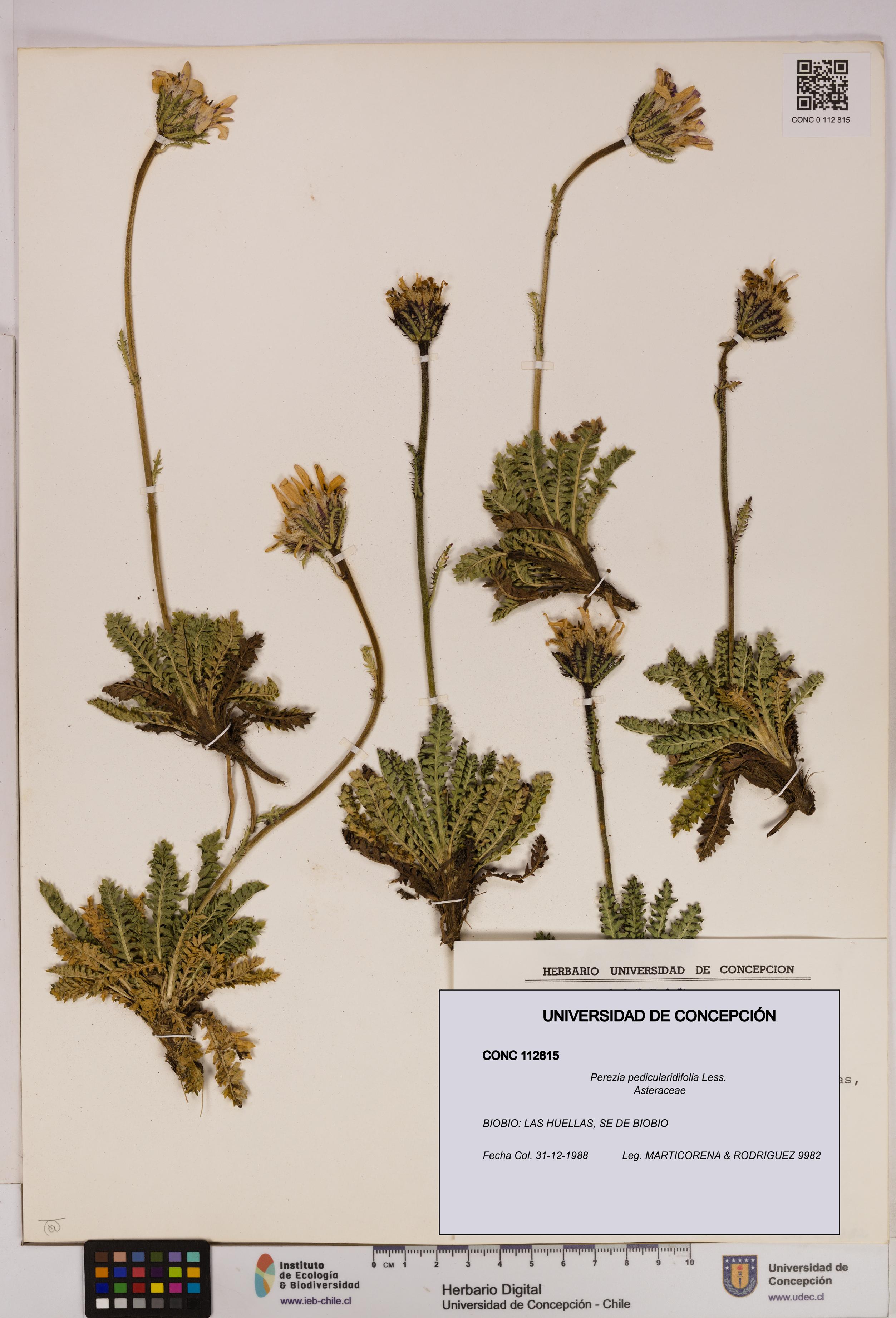 Perezia pedicularidifolia [Espécimen: UDEC:CONC:0112815]