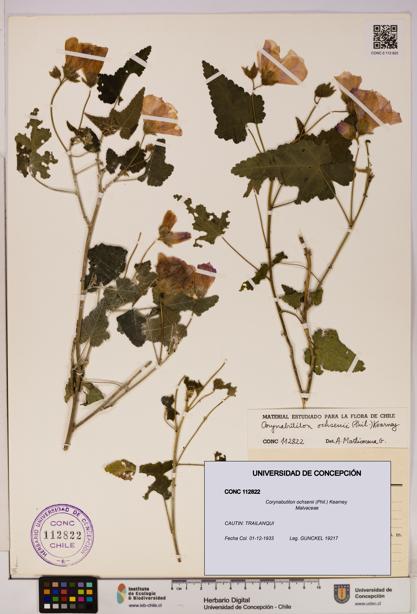 Corynabutilon ochsenii [Espécimen: UDEC:CONC:0112822]
