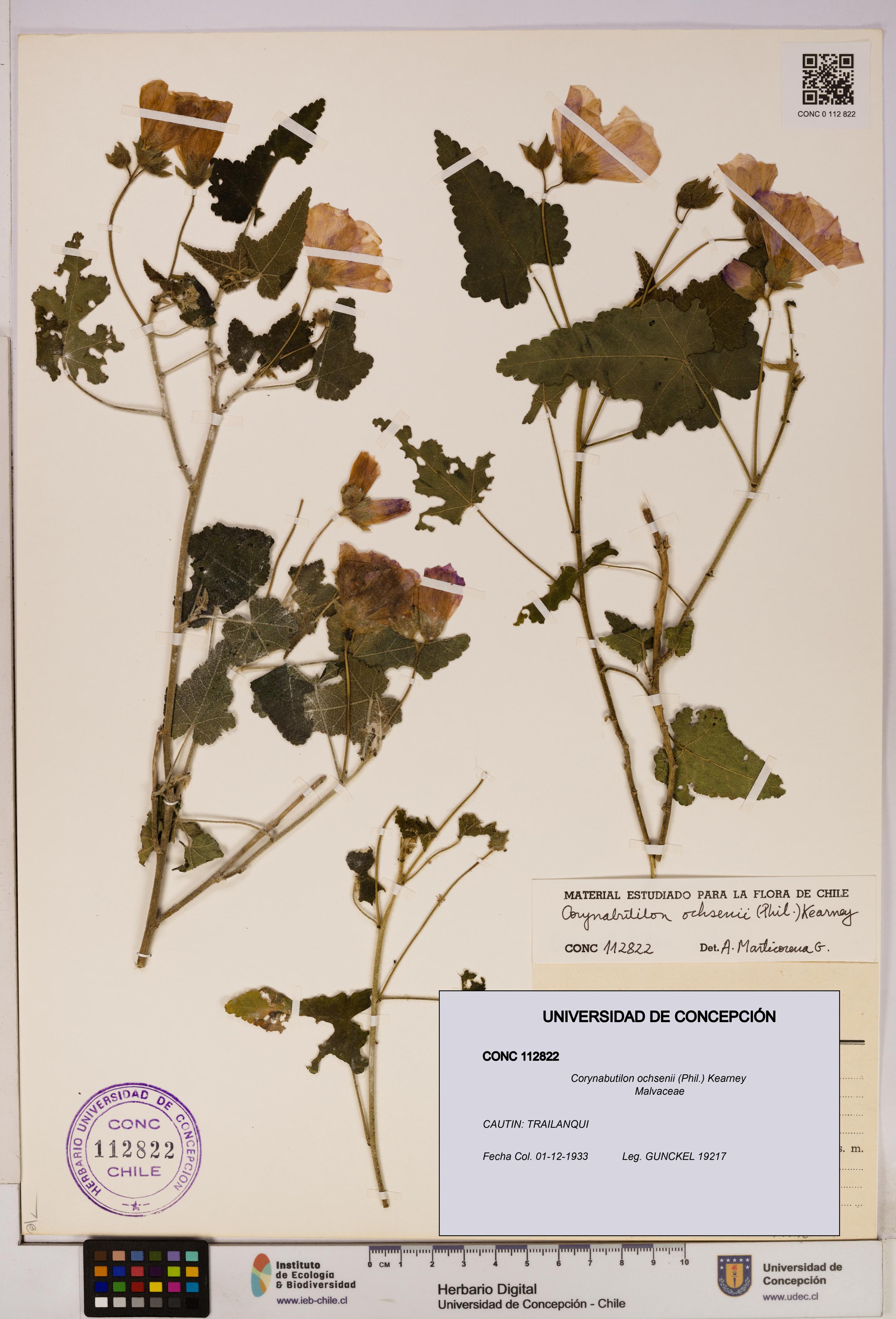 Corynabutilon ochsenii [Espécimen: UDEC:CONC:0112822]