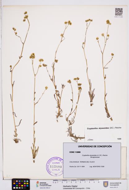 Cryptantha alyssoides [Espécimen: ]
