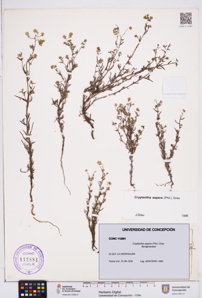 Cryptantha aspera [Espécimen: ]