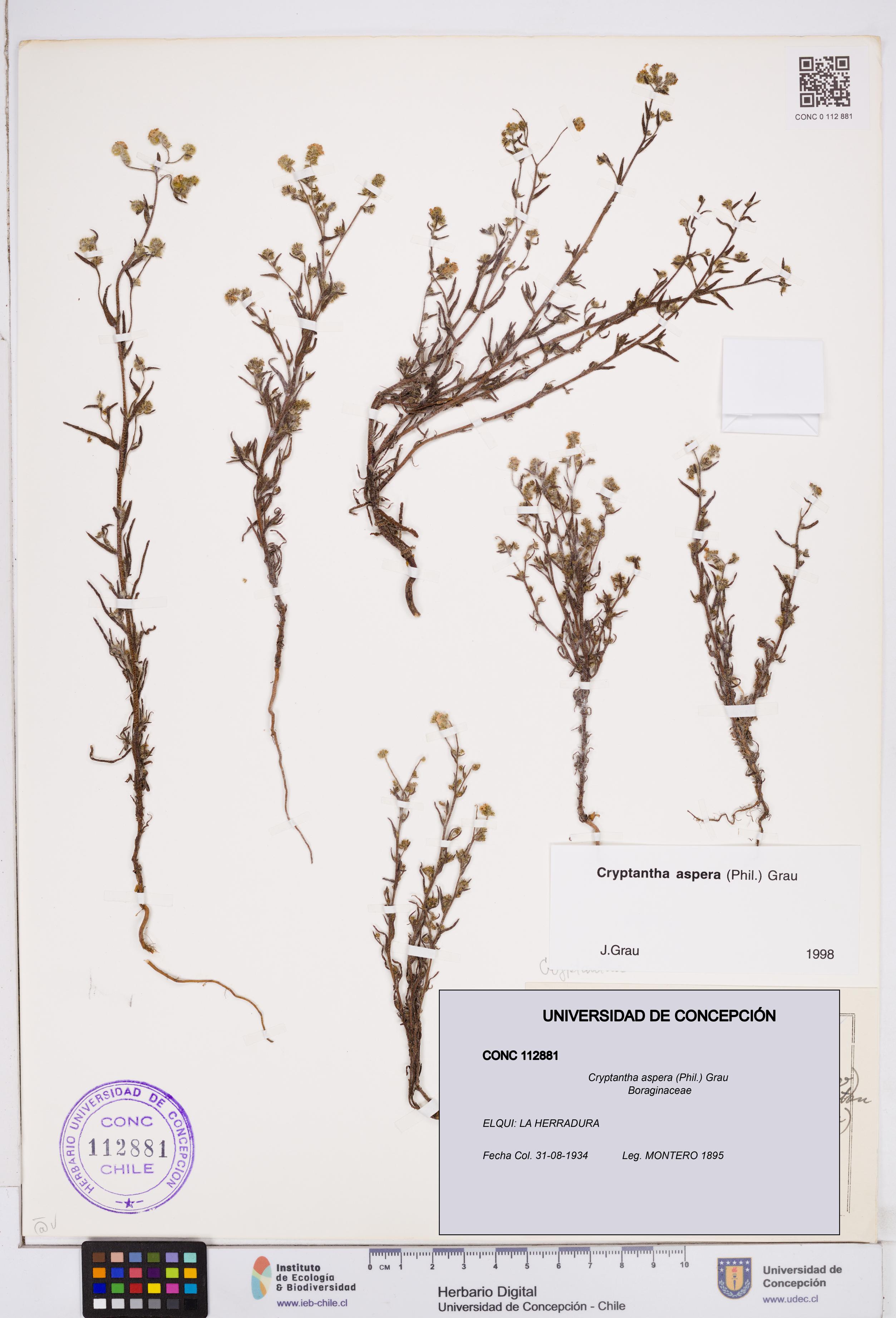 Cryptantha aspera [Espécimen: ]