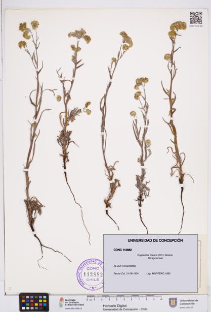 Cryptantha linearis [Espécimen: ]
