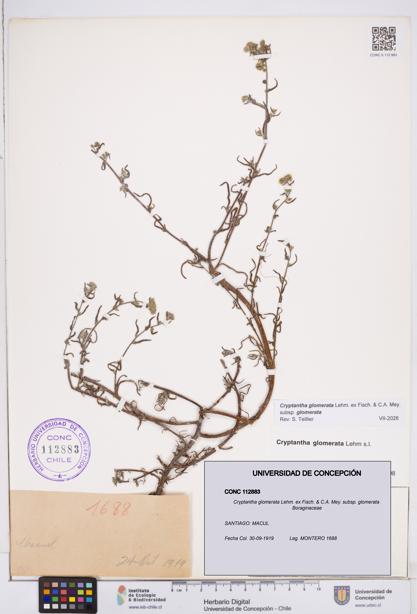 Cryptantha glomerata subsp. glomerata [Espécimen: ]