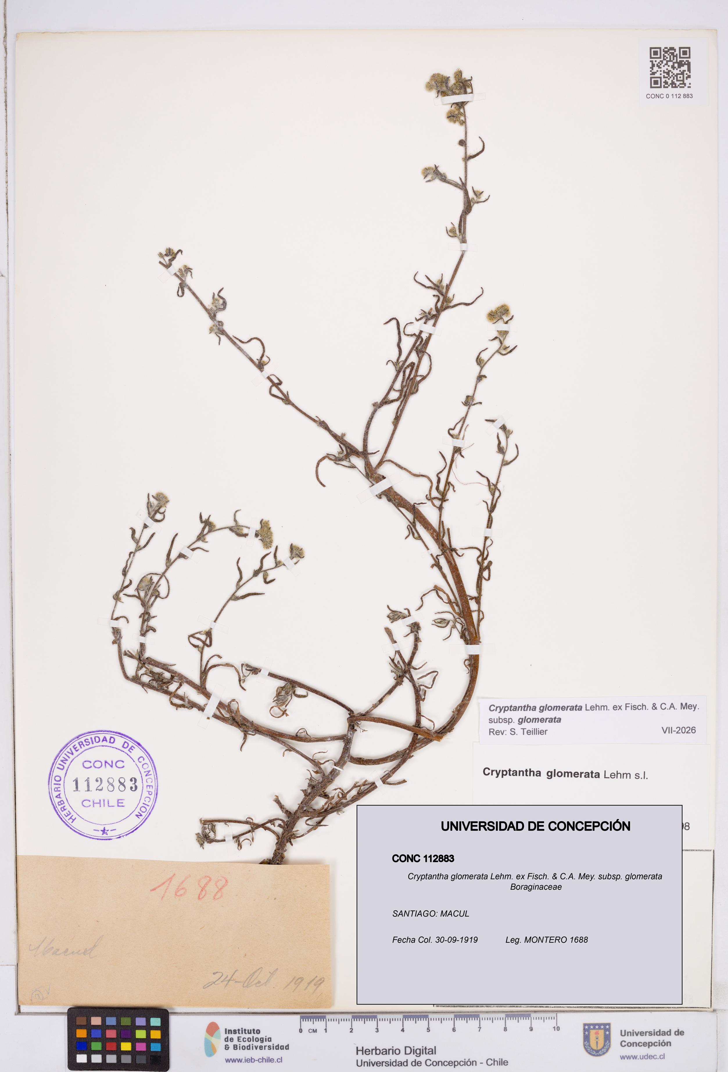 Cryptantha glomerata subsp. glomerata [Espécimen: ]