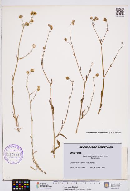 Cryptantha alyssoides [Espécimen: ]