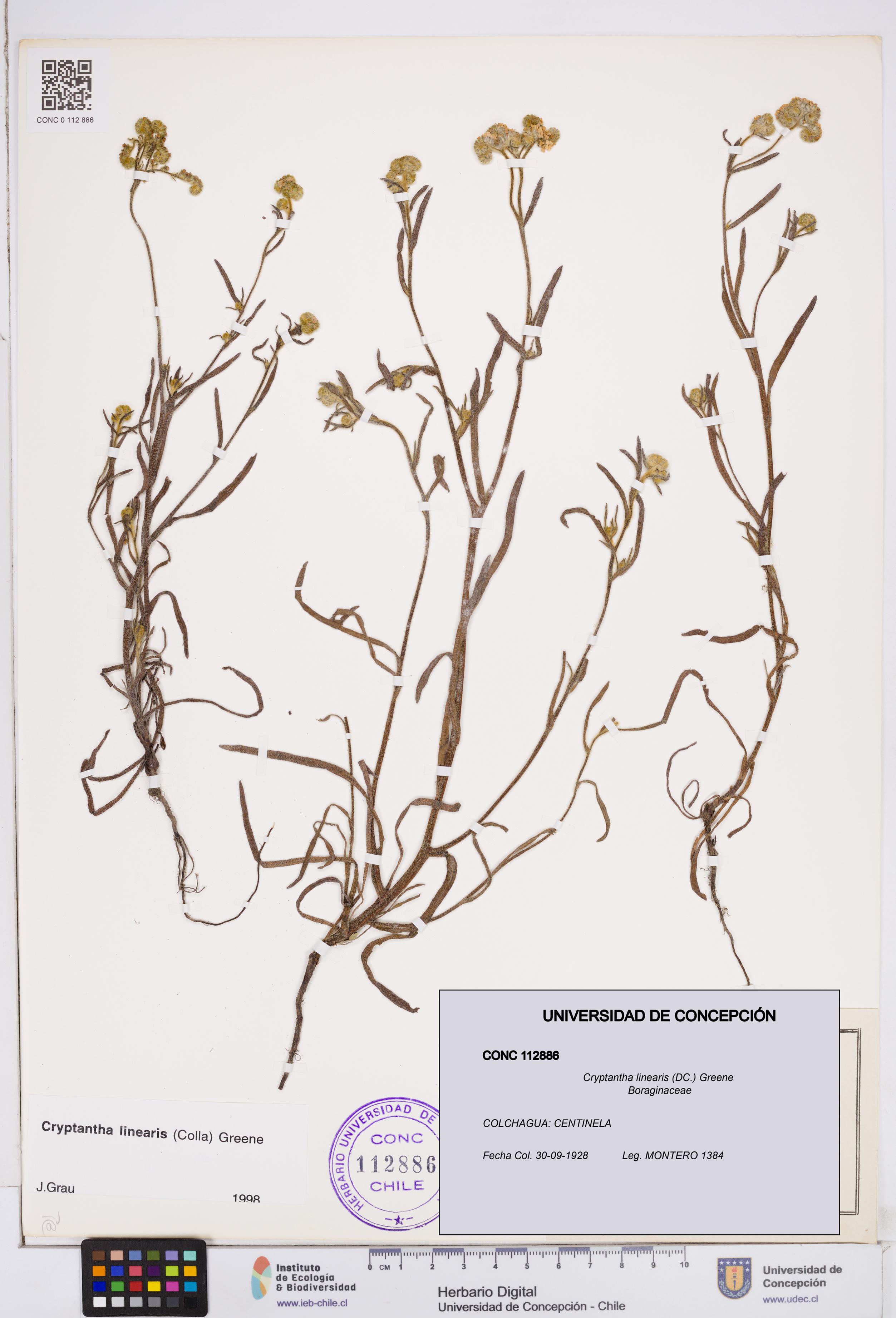 Cryptantha linearis [Espécimen: ]