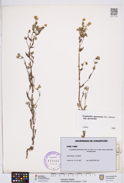 Cryptantha glomerata subsp. glomerata [Espécimen: ]