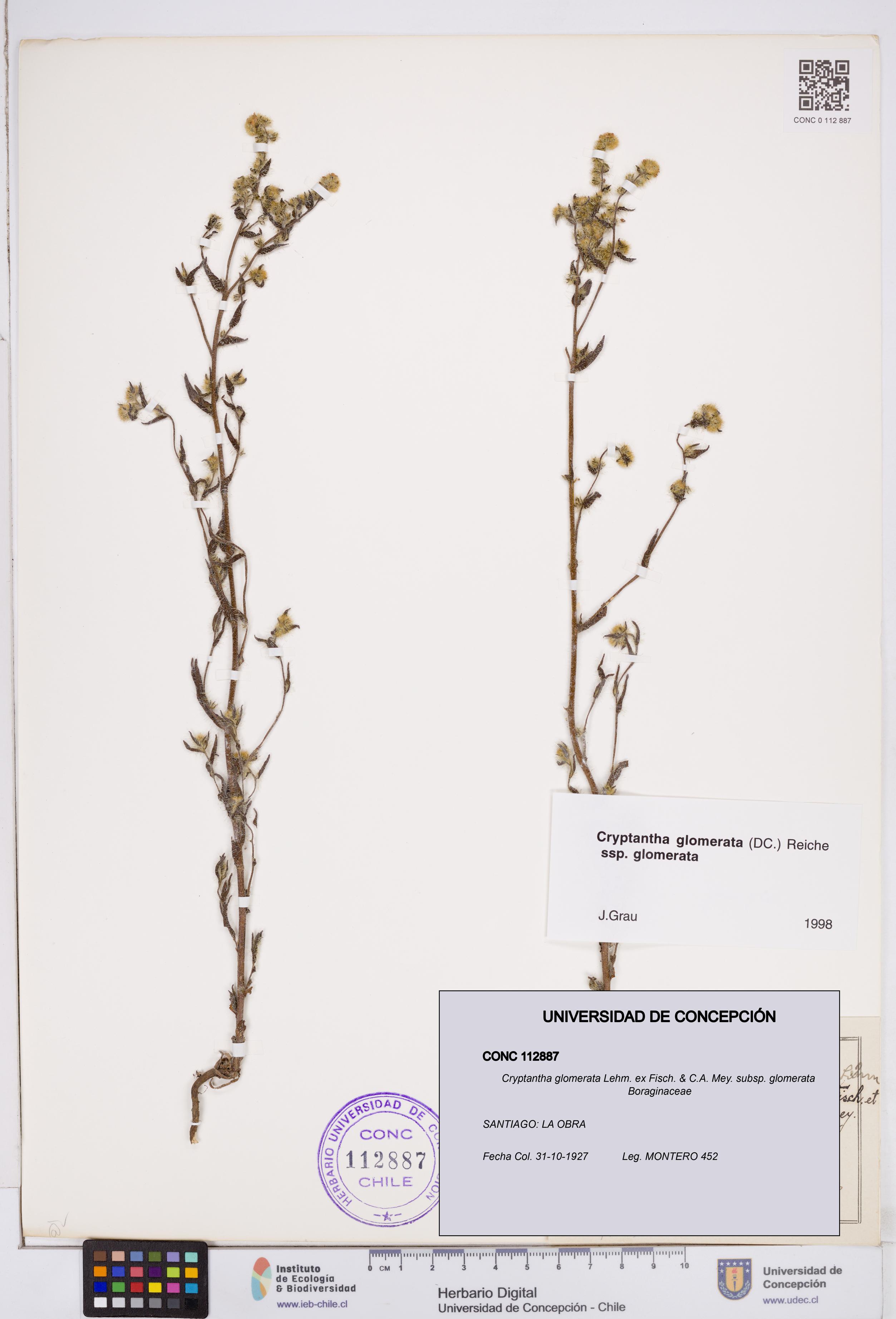 Cryptantha glomerata subsp. glomerata [Espécimen: ]