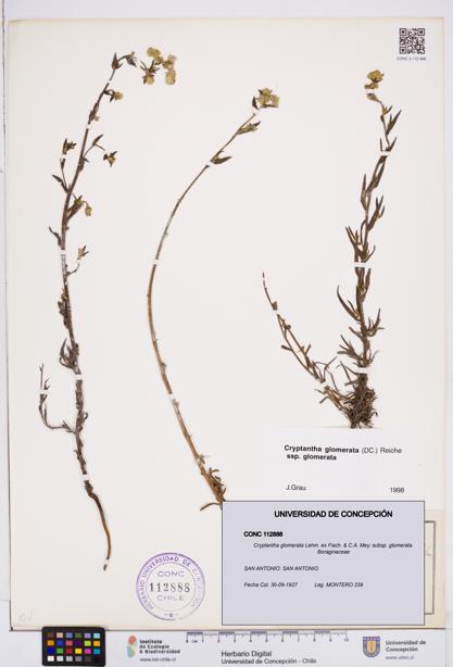 Cryptantha glomerata subsp. glomerata [Espécimen: ]