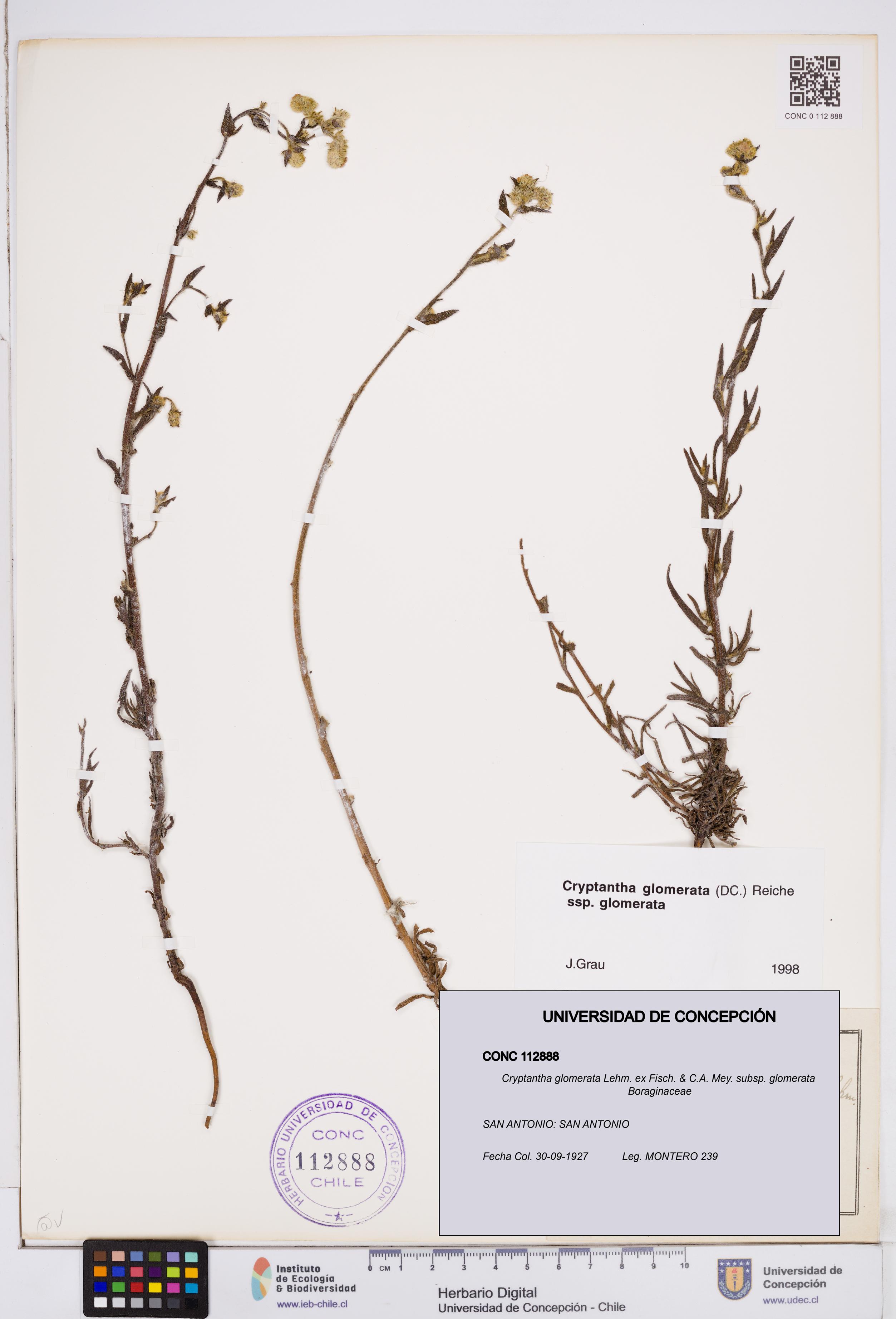 Cryptantha glomerata subsp. glomerata [Espécimen: ]