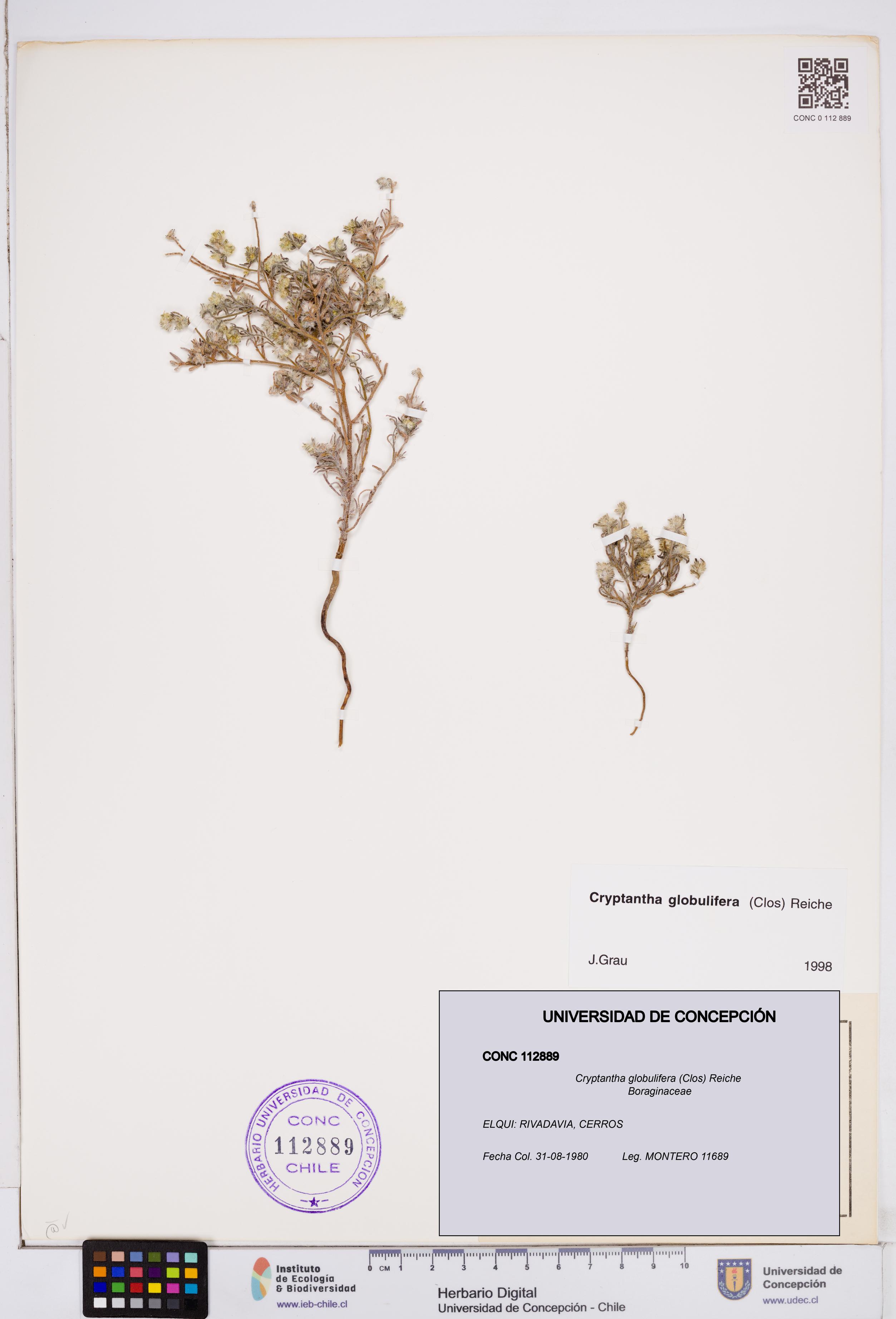 Cryptantha globulifera [Espécimen: ]