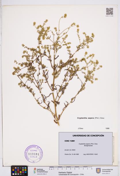Cryptantha aspera [Espécimen: ]