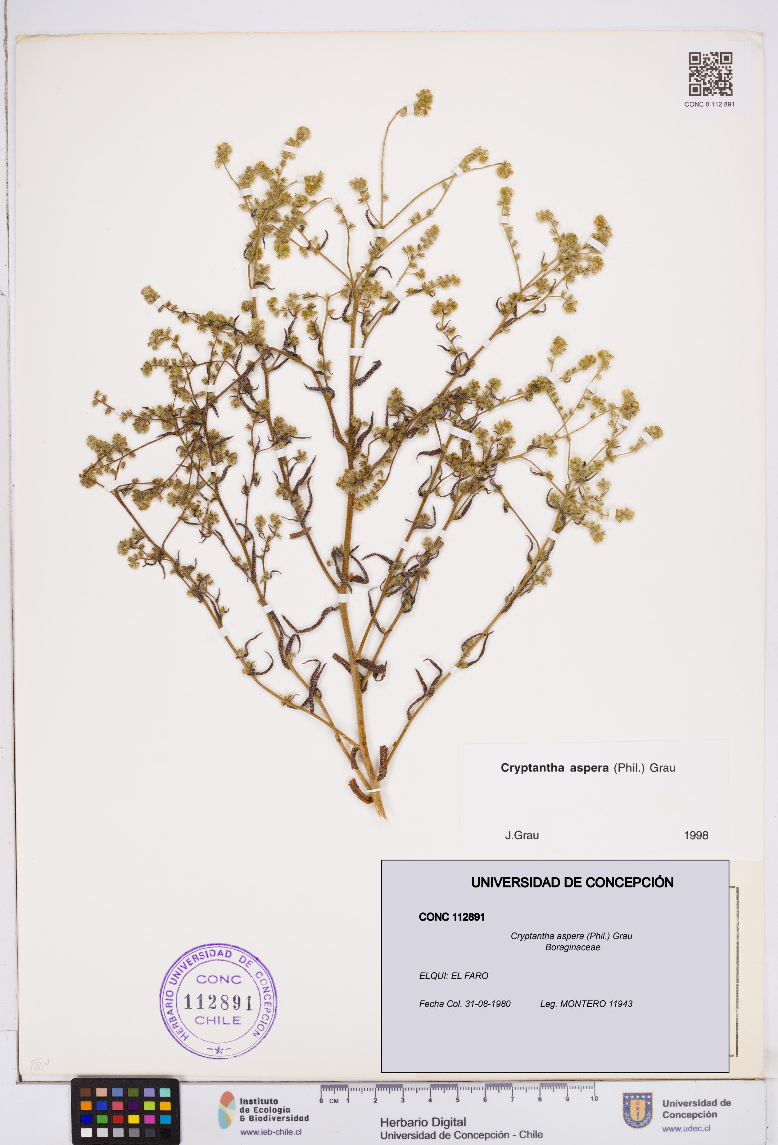 Cryptantha aspera [Espécimen: ]