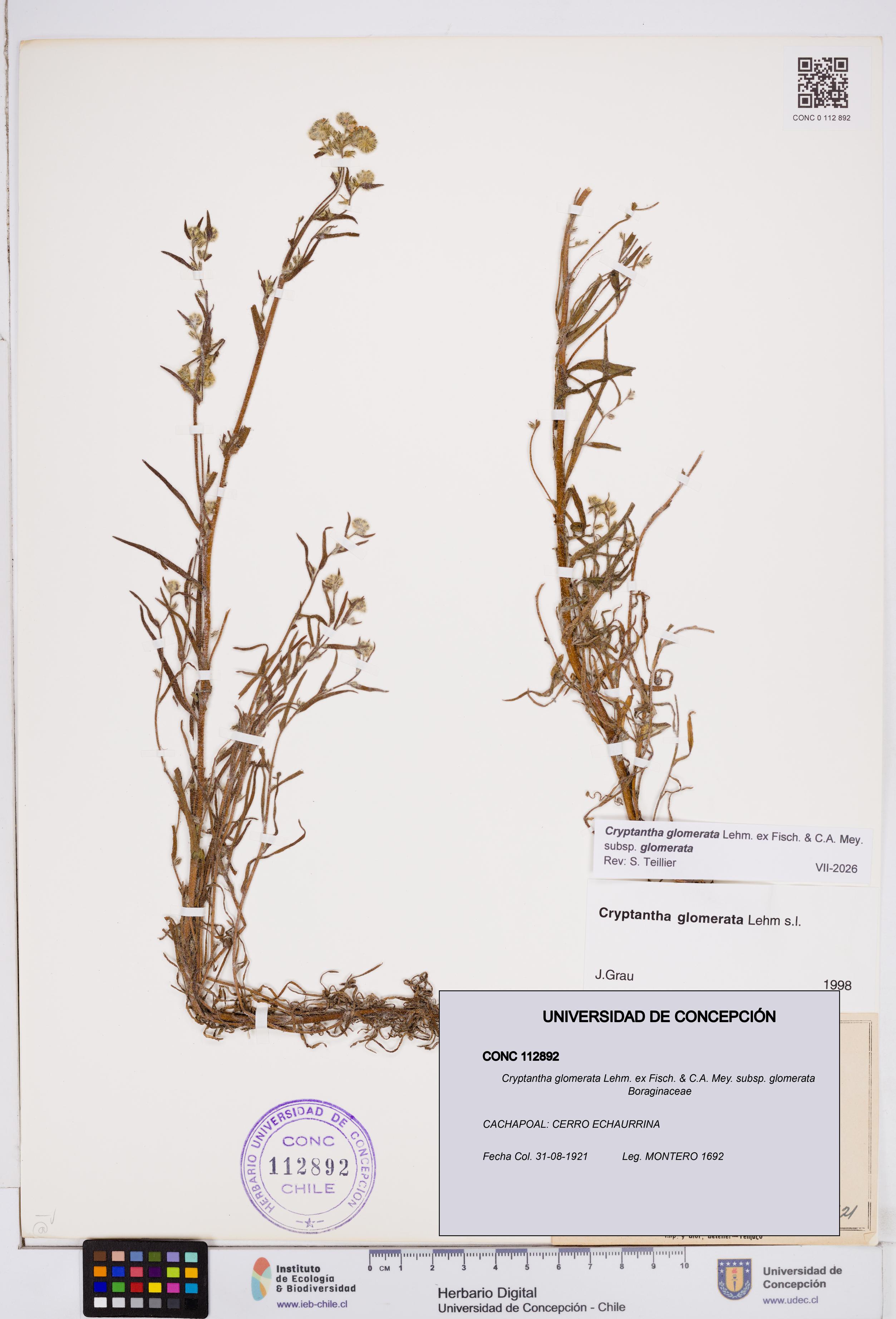 Cryptantha glomerata subsp. glomerata [Espécimen: ]