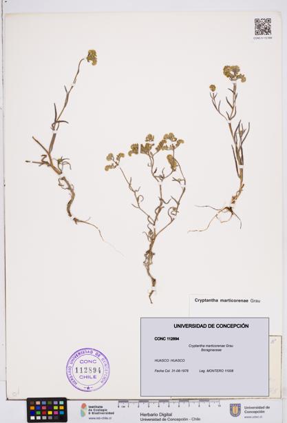 Cryptantha marticorenae [Espécimen: ]