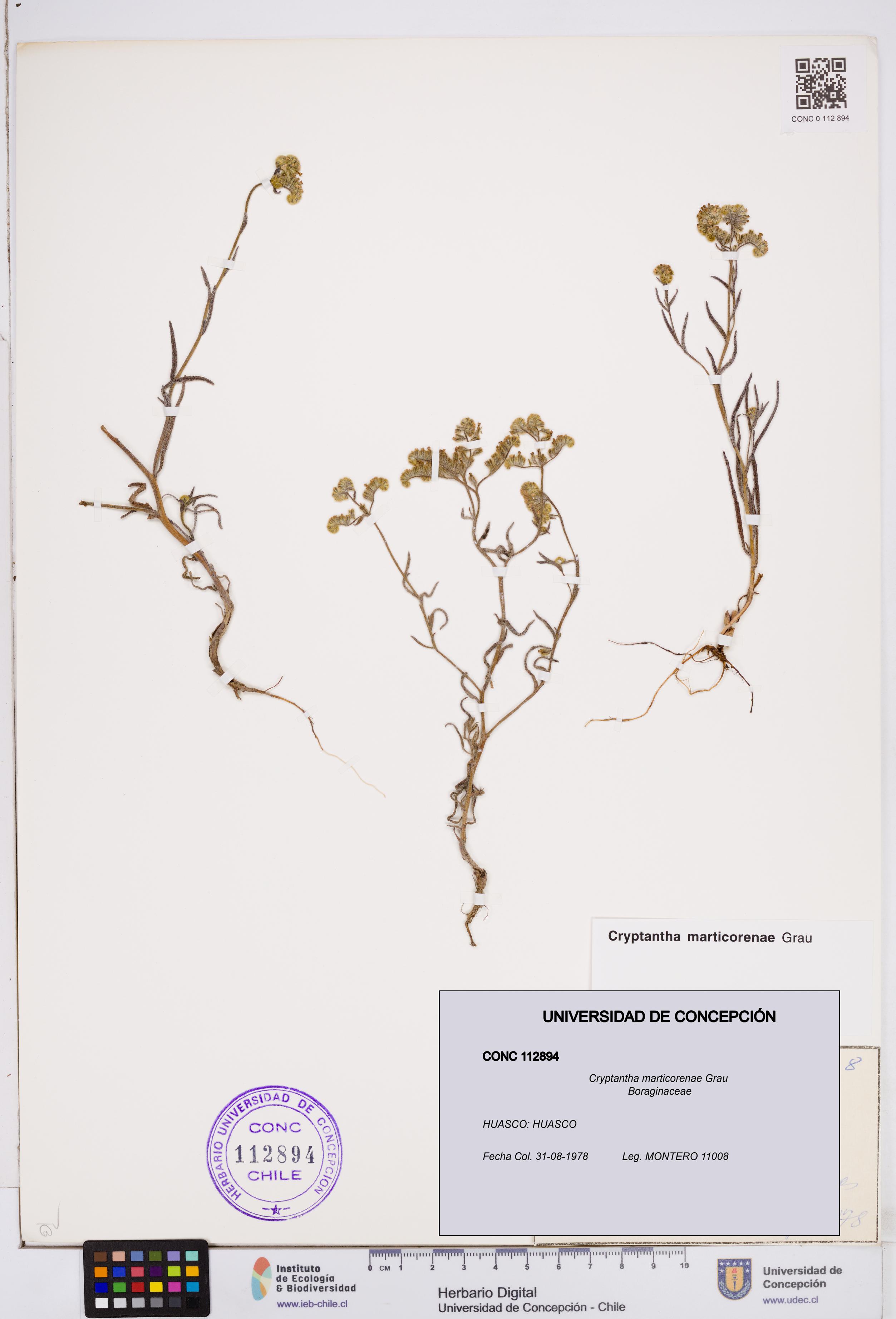 Cryptantha marticorenae [Espécimen: ]