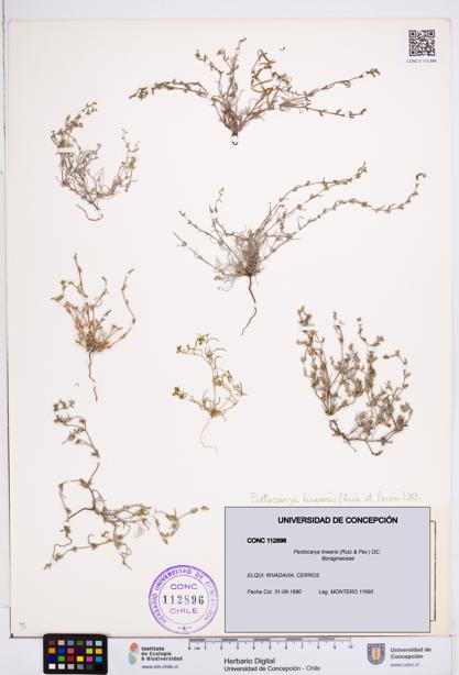 Pectocarya linearis [Espécimen: ]