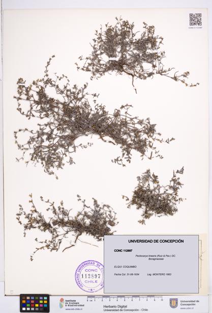 Pectocarya linearis [Espécimen: ]
