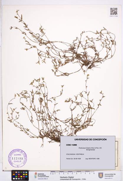 Pectocarya linearis [Espécimen: ]