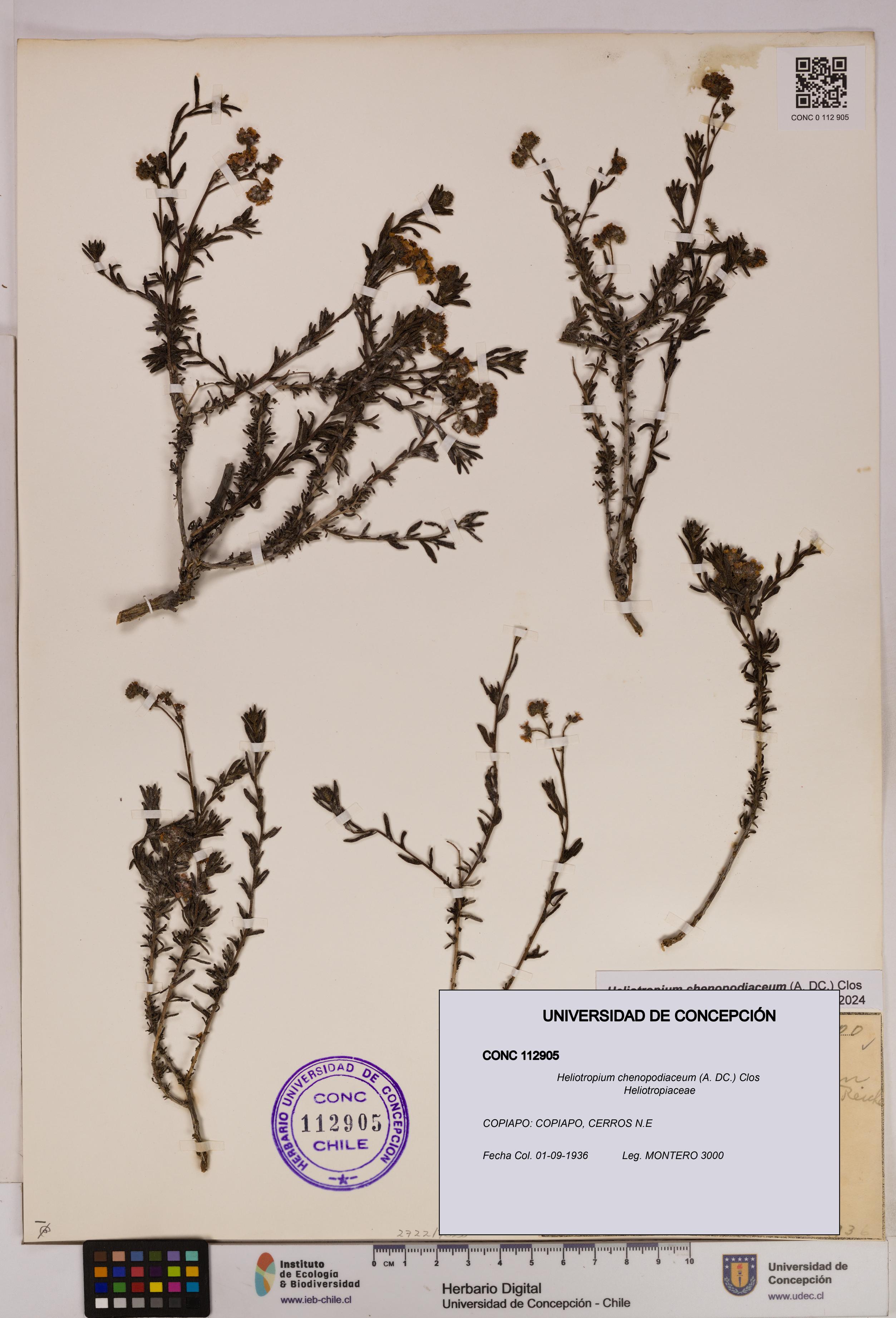 Heliotropium chenopodiaceum [Espécimen: UDEC:CONC:0112905]